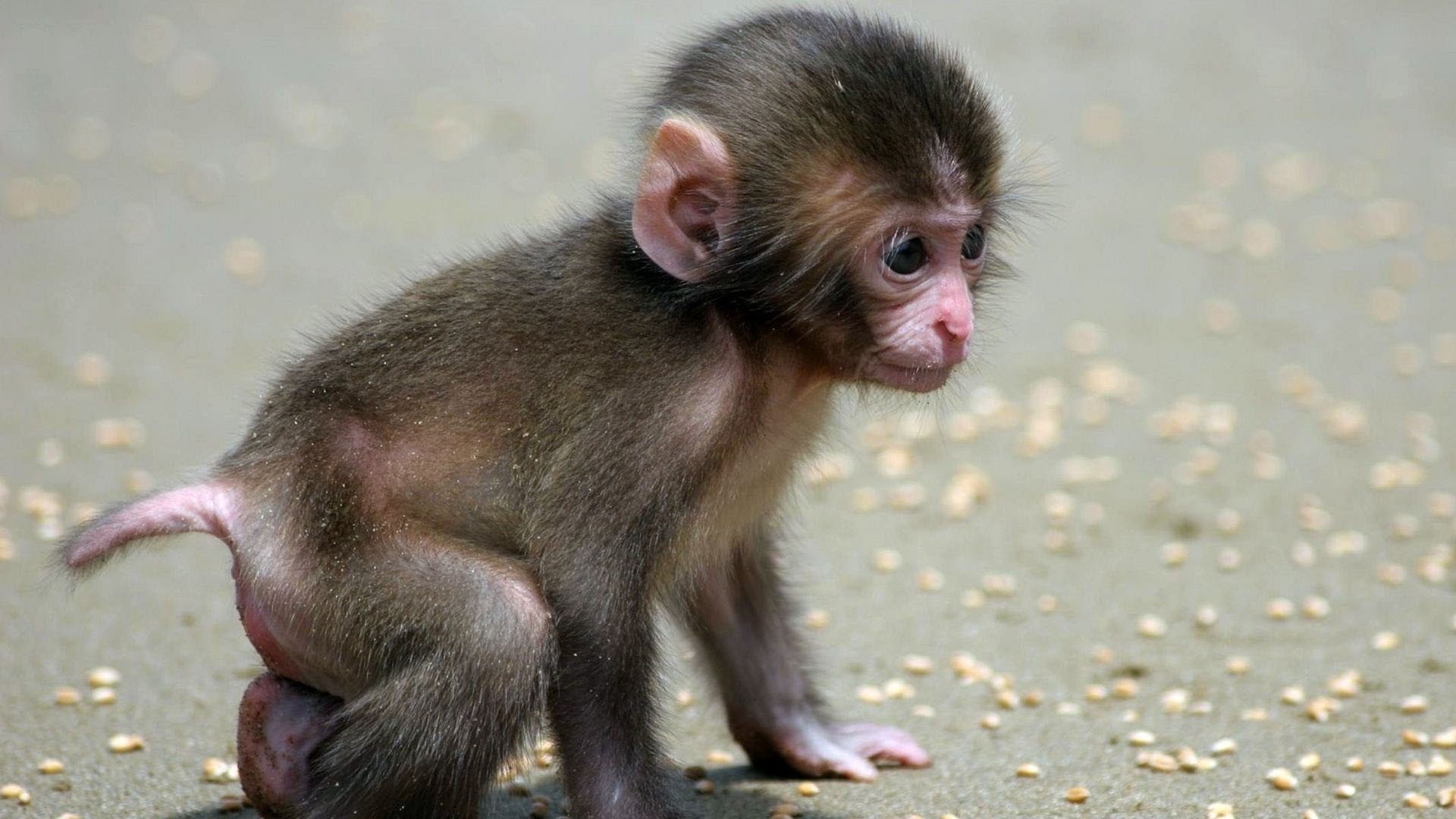 萌宠,小猴子,可爱,呆萌