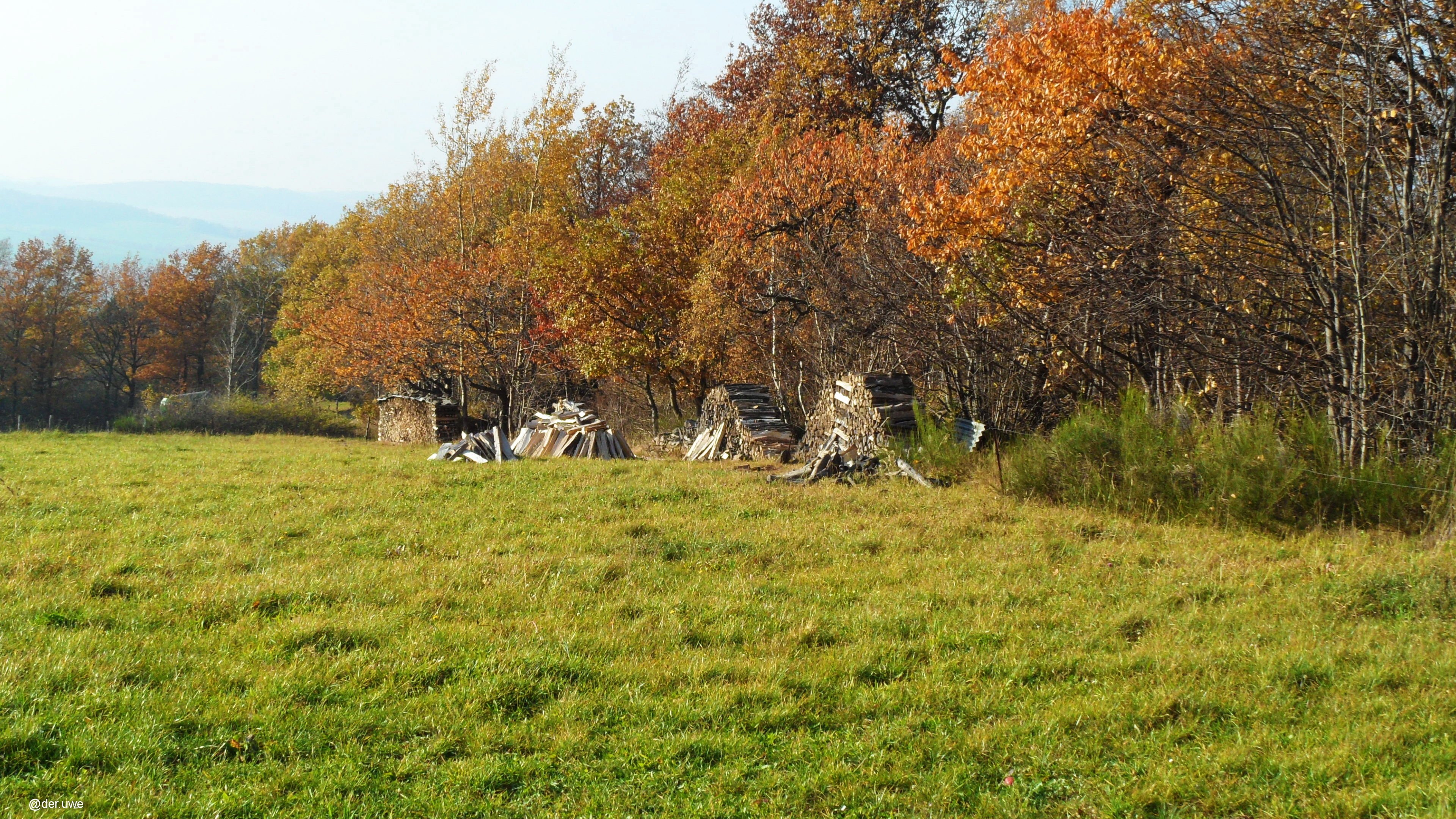 树林,草地,护眼