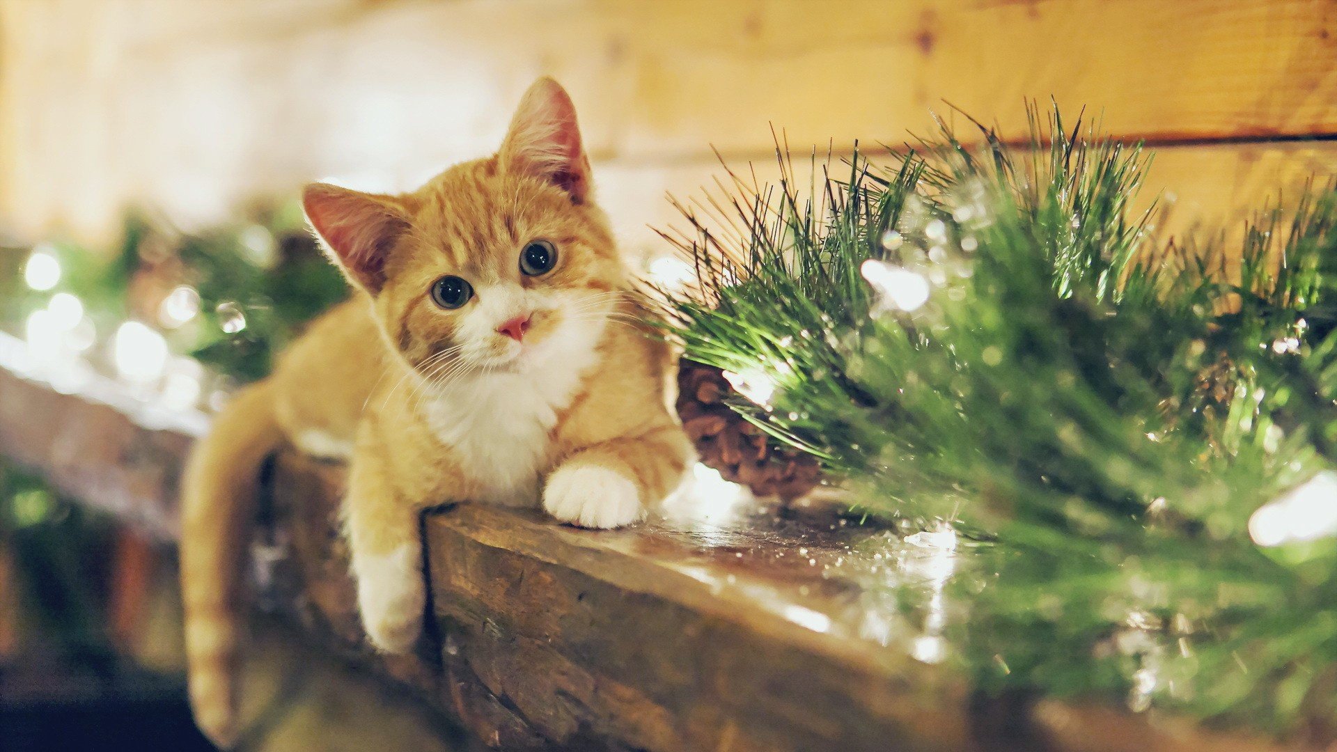 萌宠,猫星人,喵咪,可爱