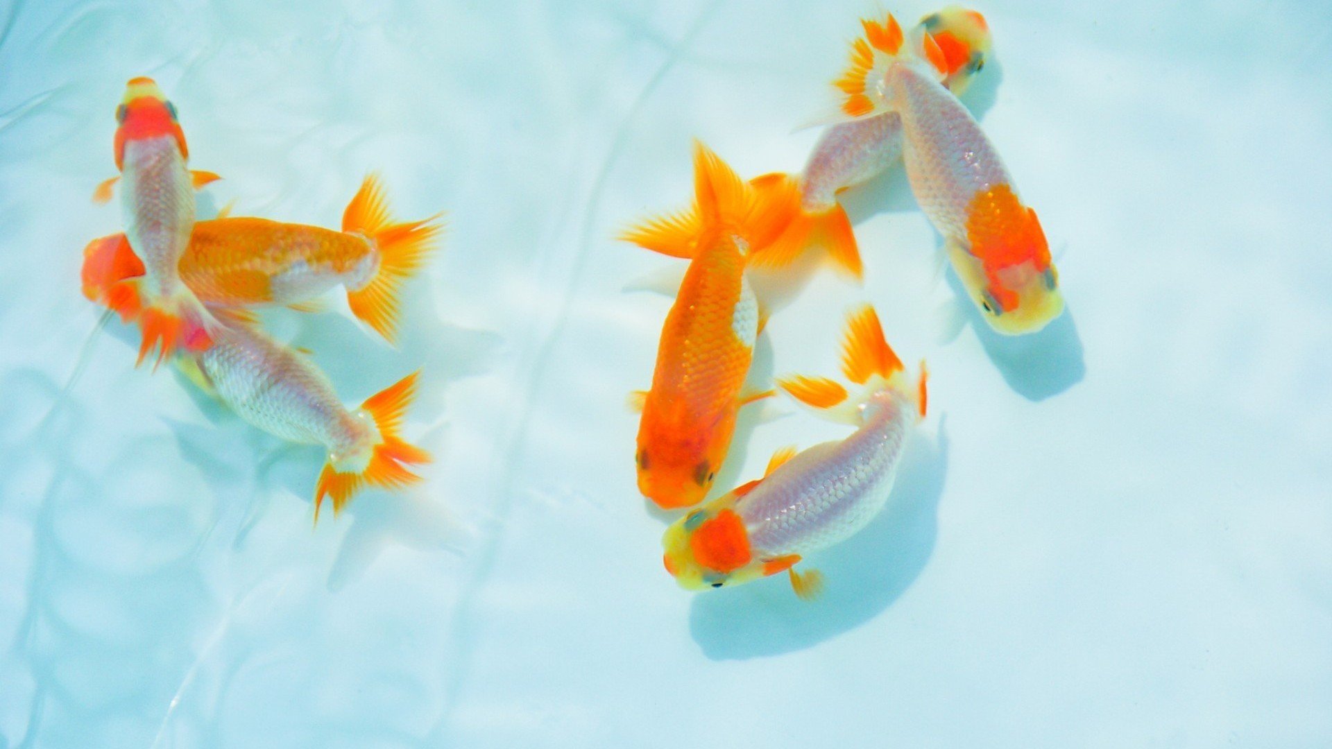 萌宠,小金鱼,可爱,宽屏