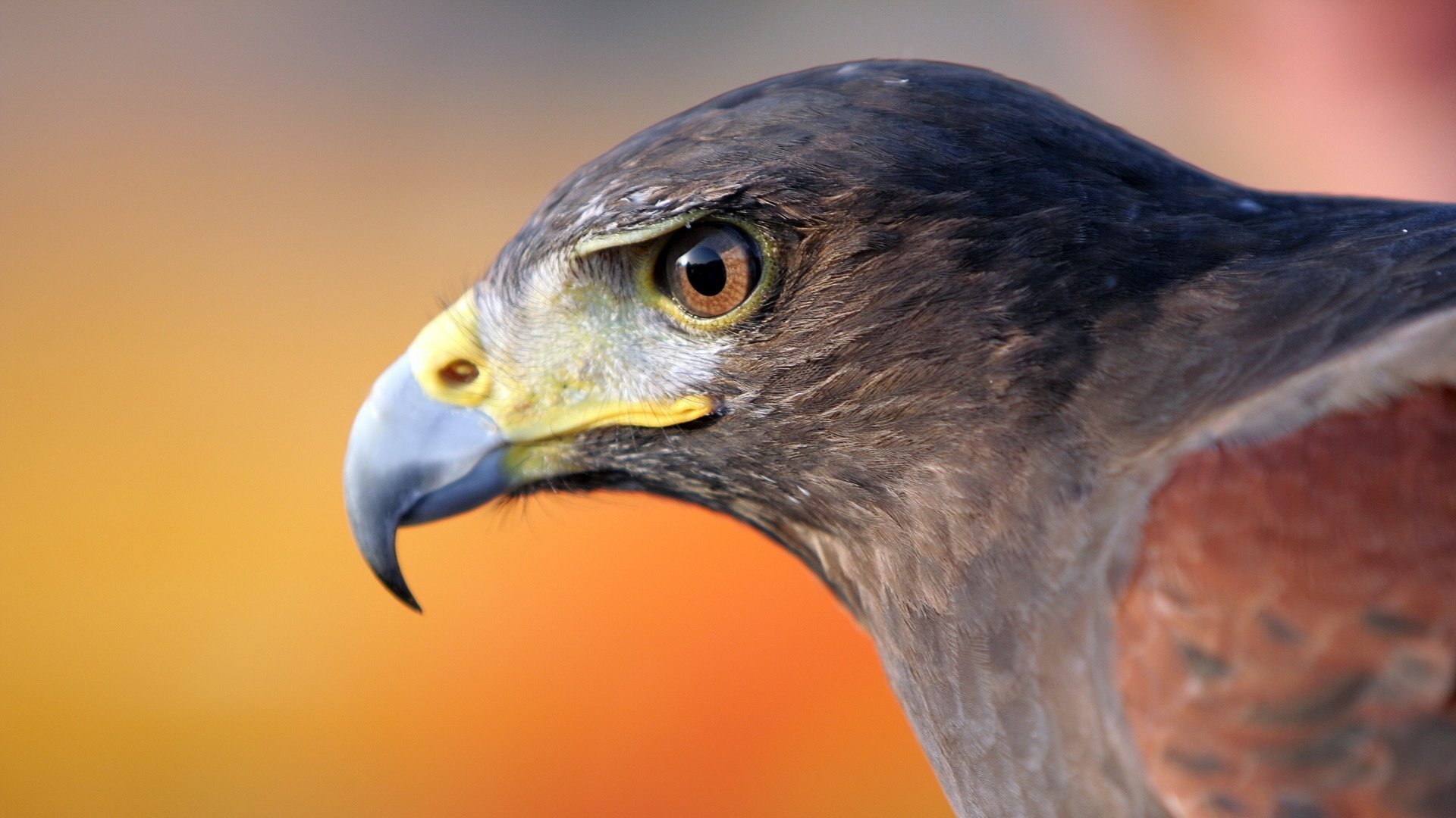 萌宠,老鹰,猛禽,眼神犀利,宽屏