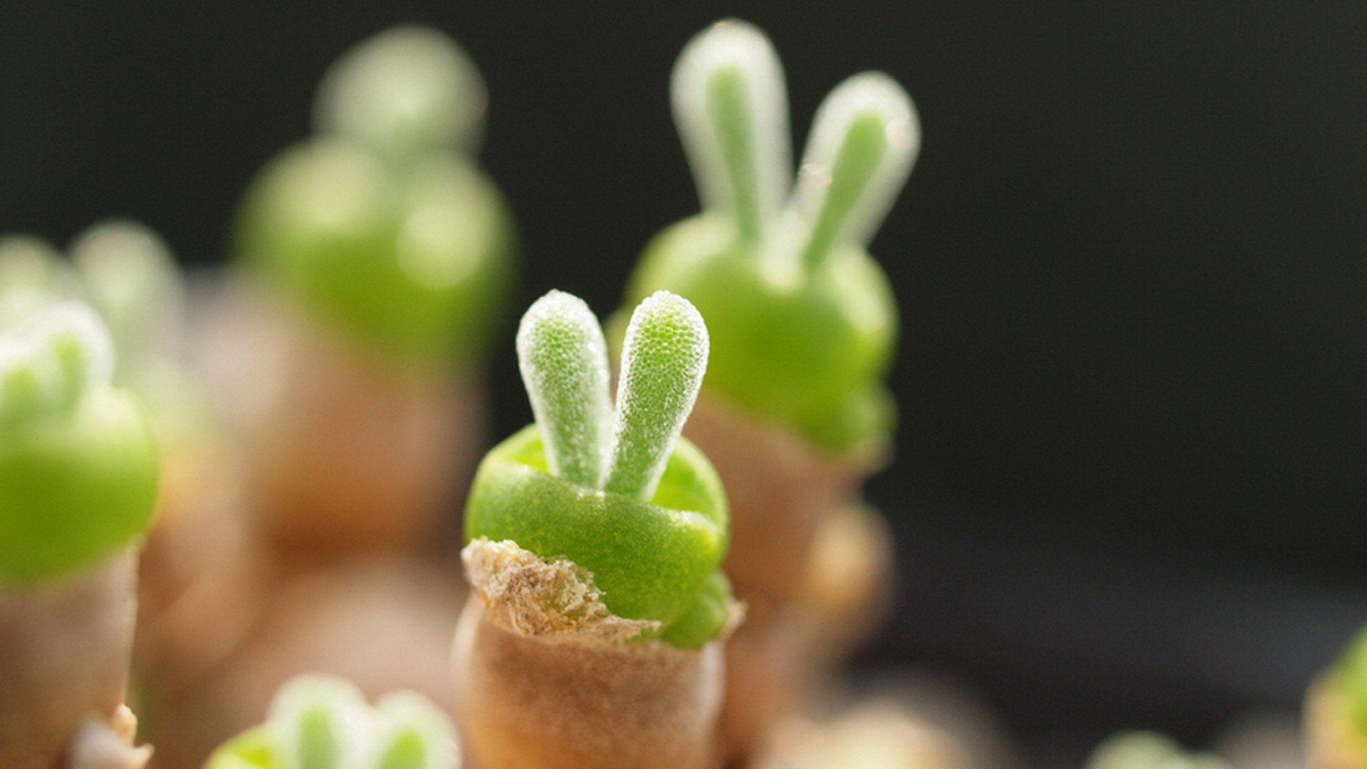 小清新,清新,可爱,宽屏