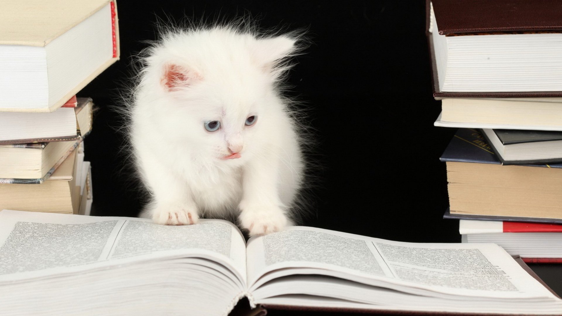 萌宠,喵星人,猫咪看书,可爱