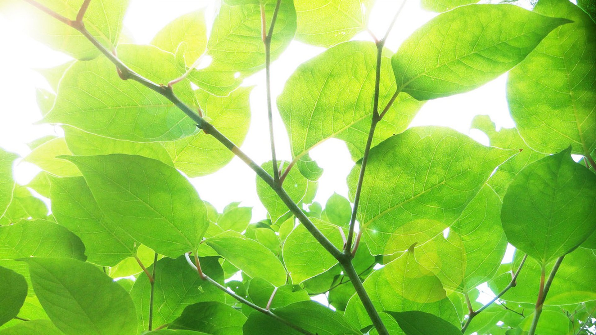 小清新,清新,护眼,绿色