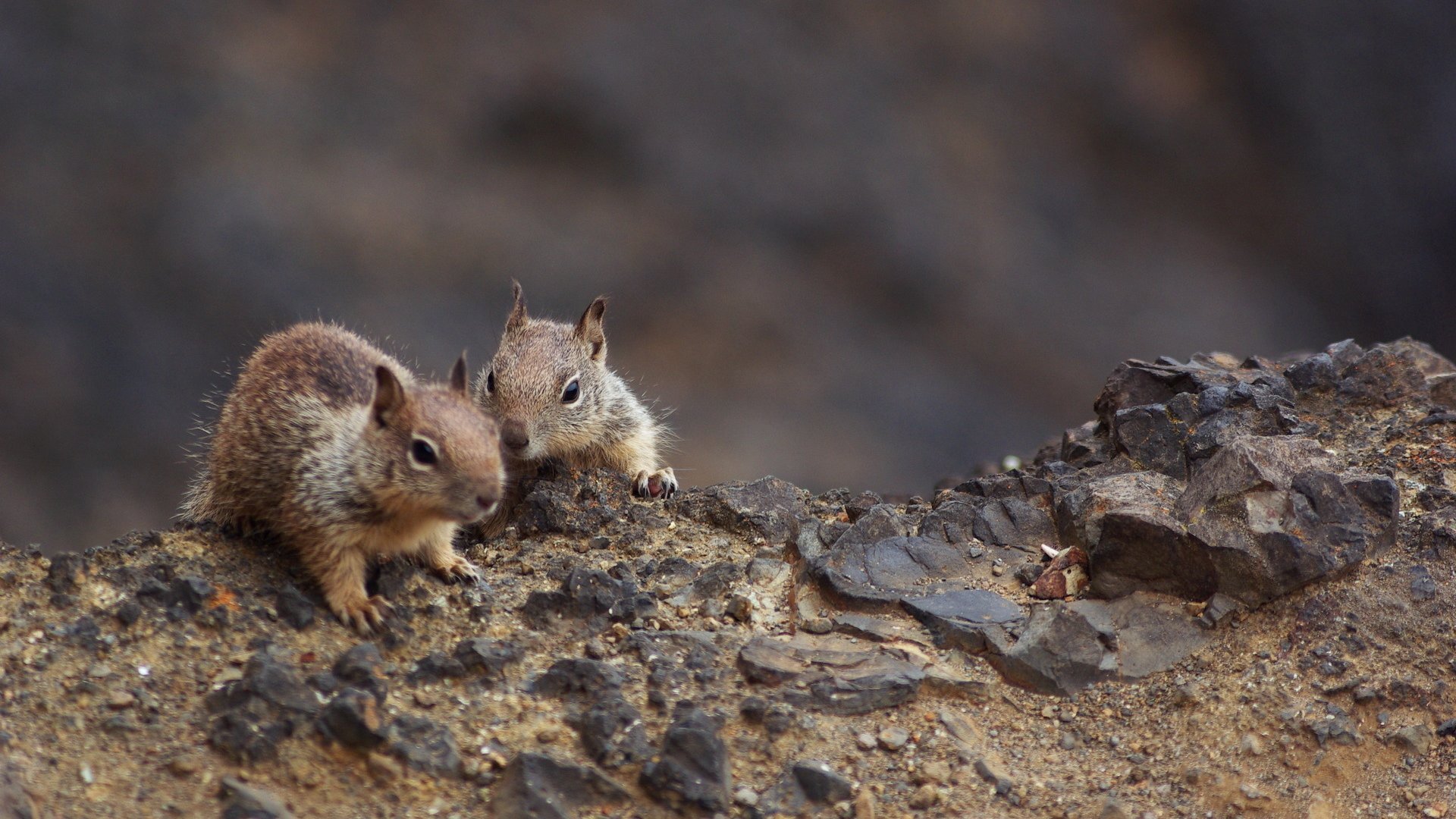 萌宠,小松鼠,可爱,呆萌