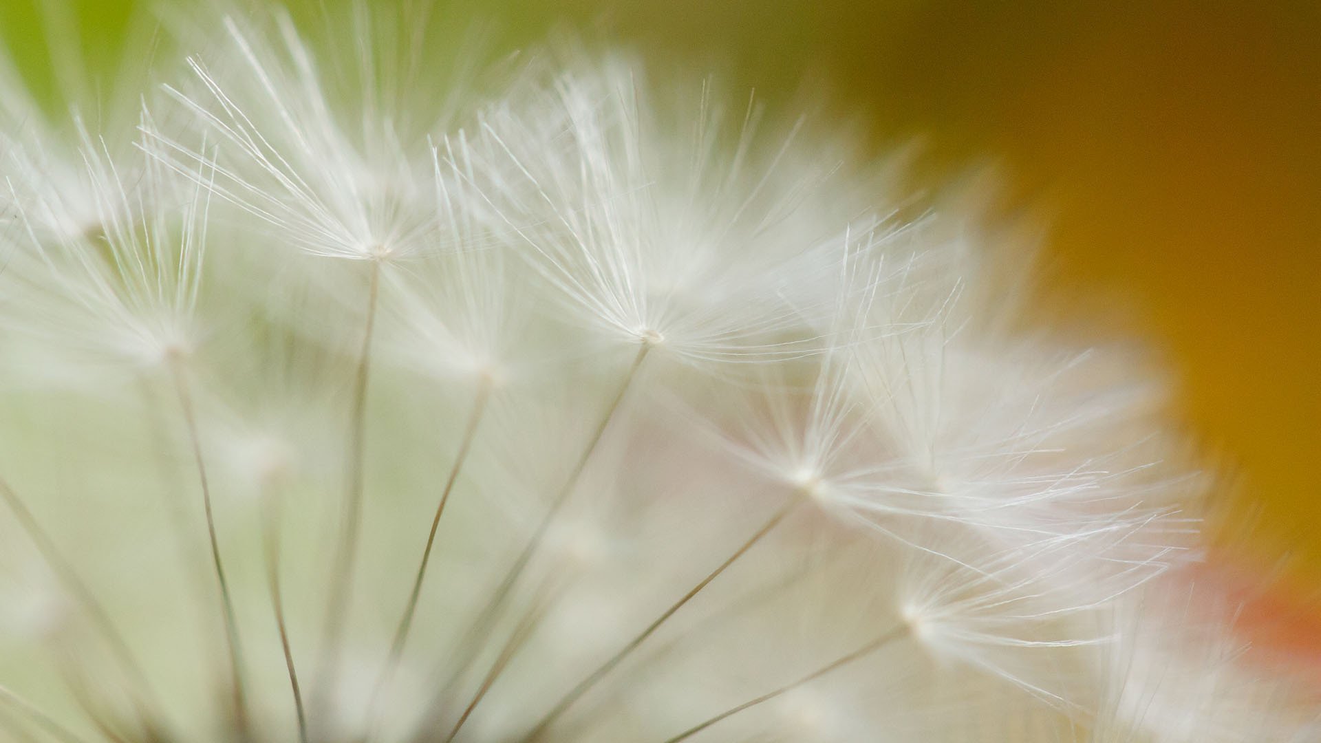 小清新,蒲公英,简单,可爱,宽屏