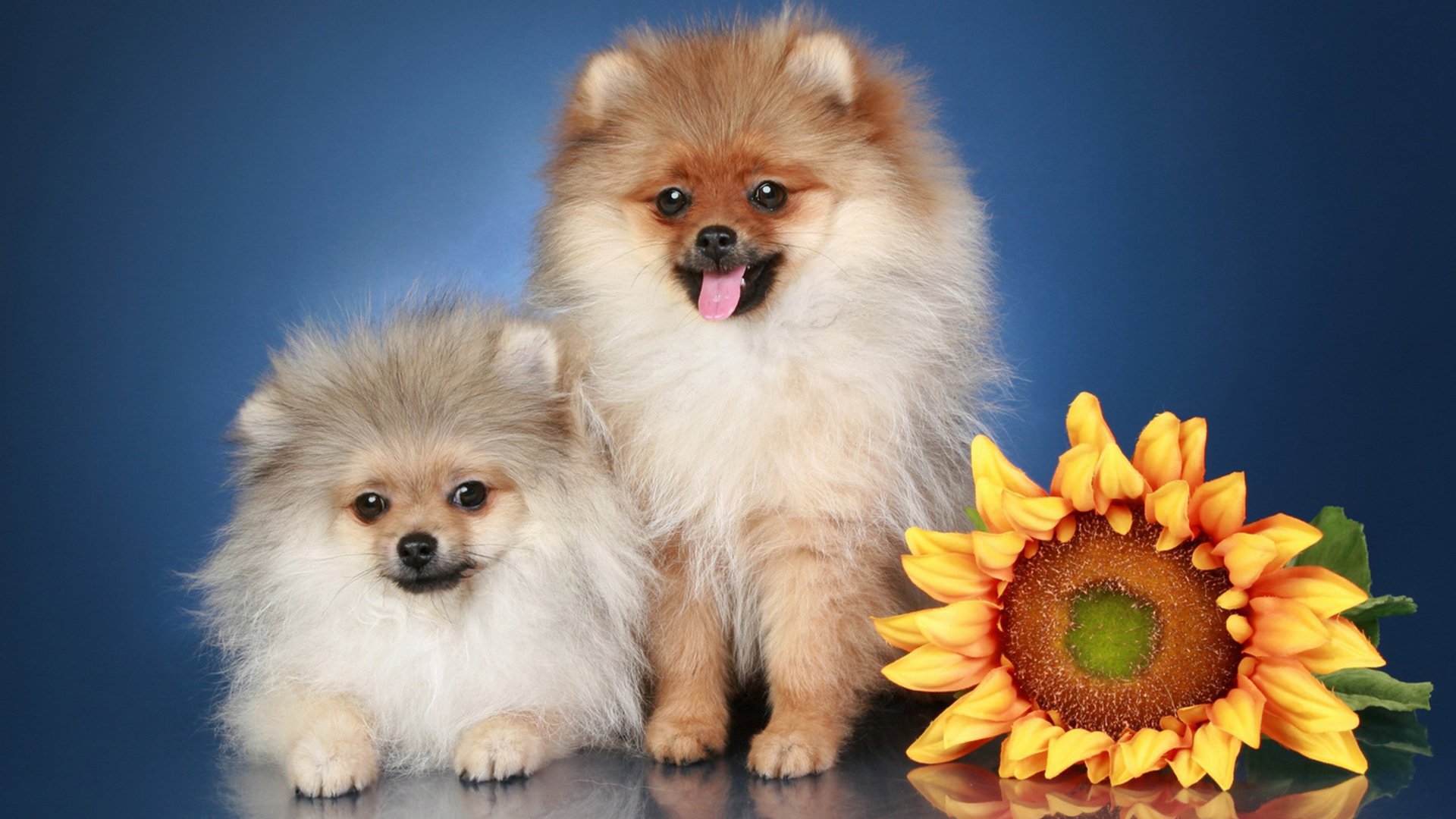 萌宠,汪星人,狗狗,可爱