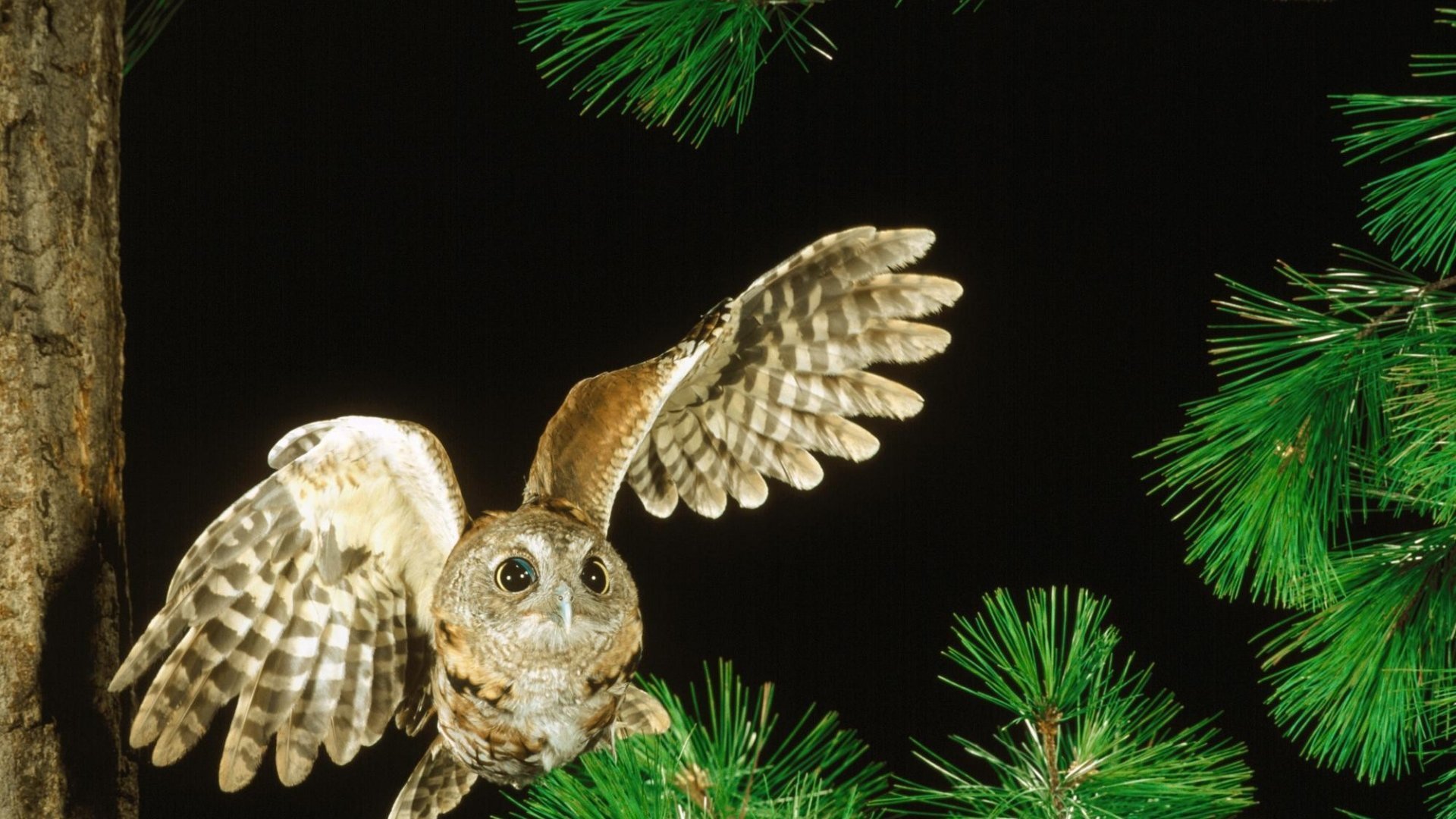 萌宠,猫头鹰,可爱,呆萌,宽屏