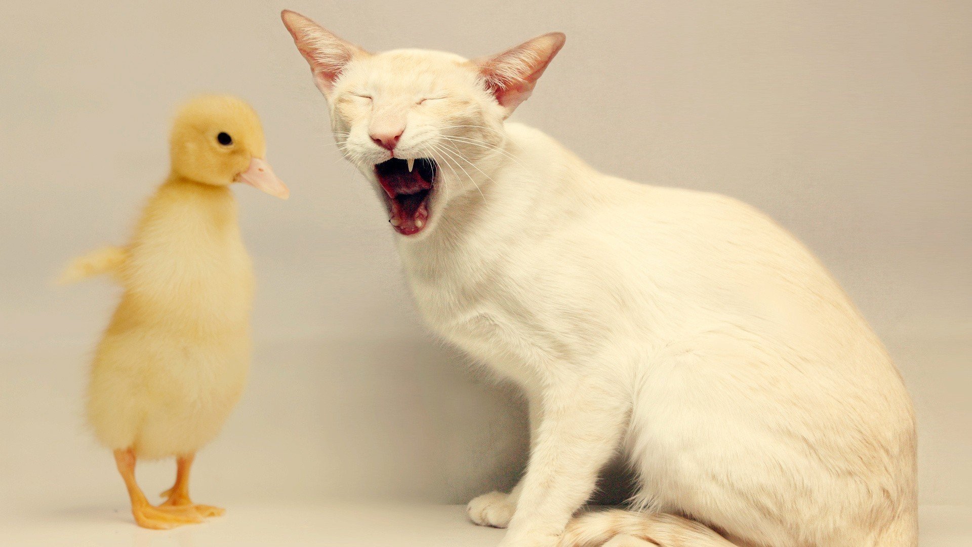 萌宠,猫星人,小鸭子,可爱,呆萌