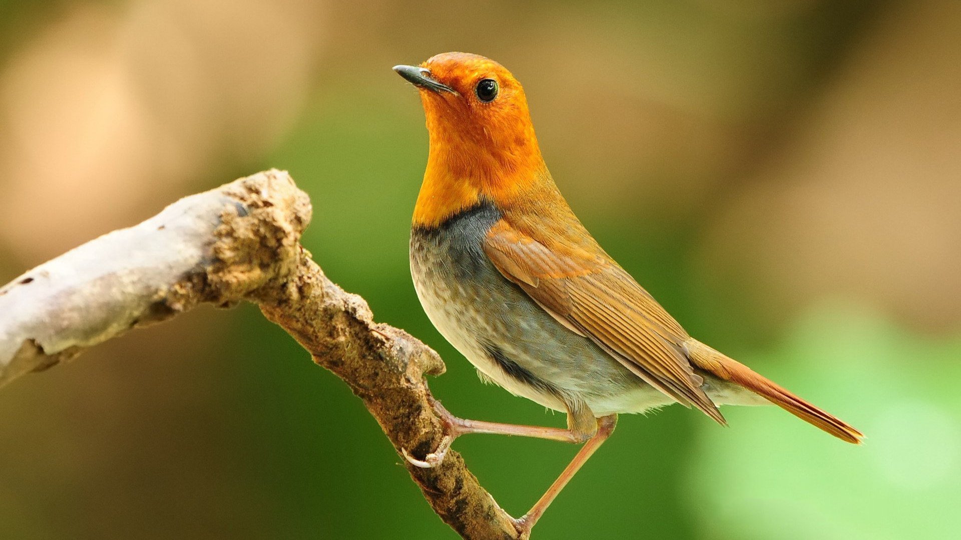 萌宠,小鸟,可爱,宽屏