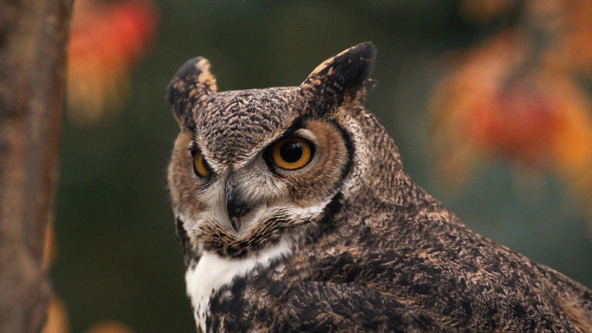 萌宠,猫头鹰,可爱,呆萌