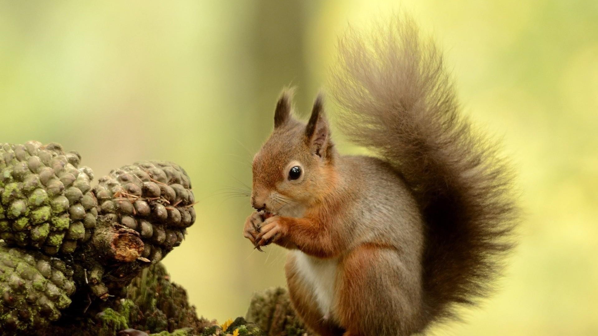 萌宠,小松鼠,呆萌,可爱,宽屏