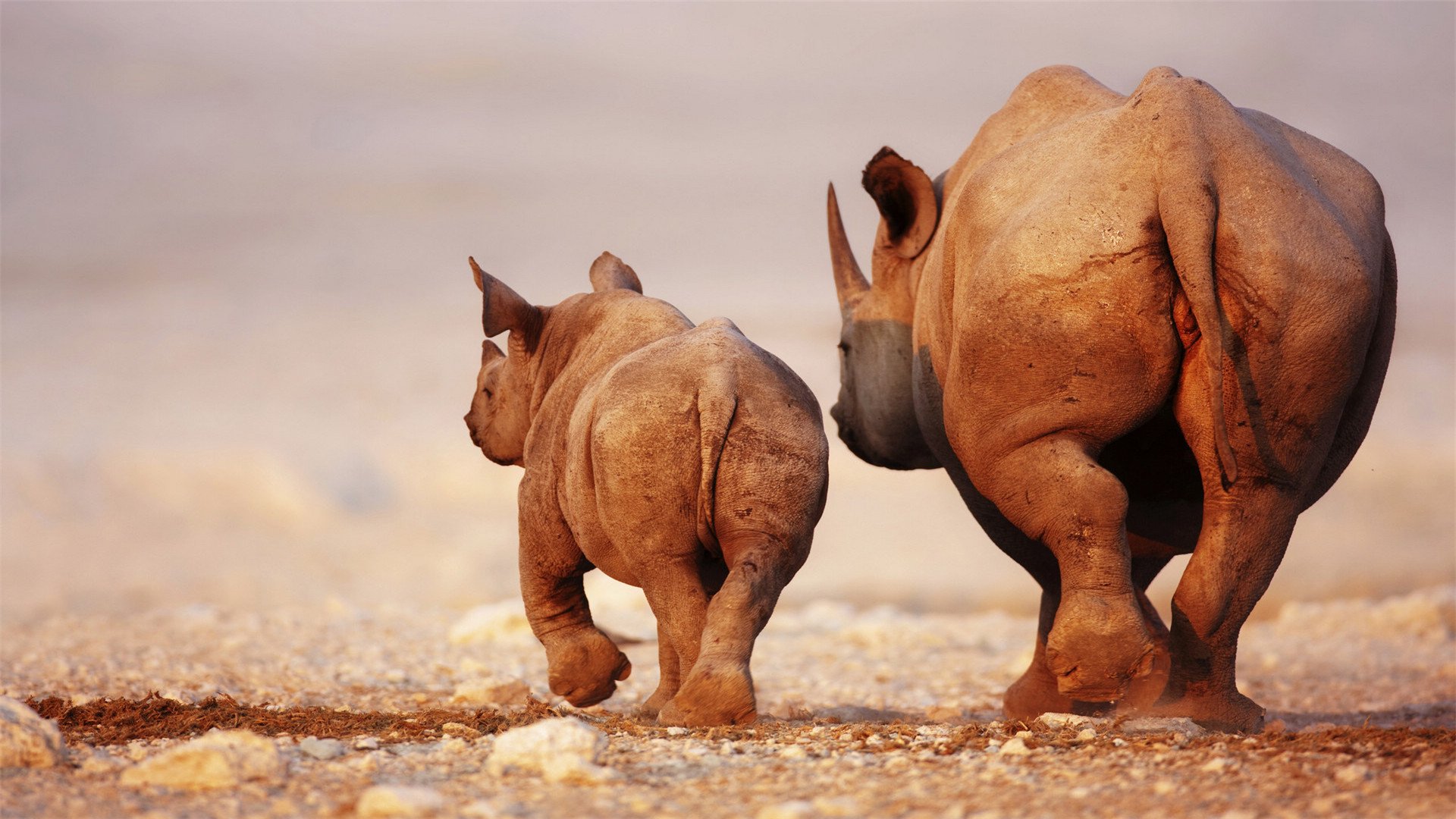 萌宠,珍稀动物,犀牛,宽屏