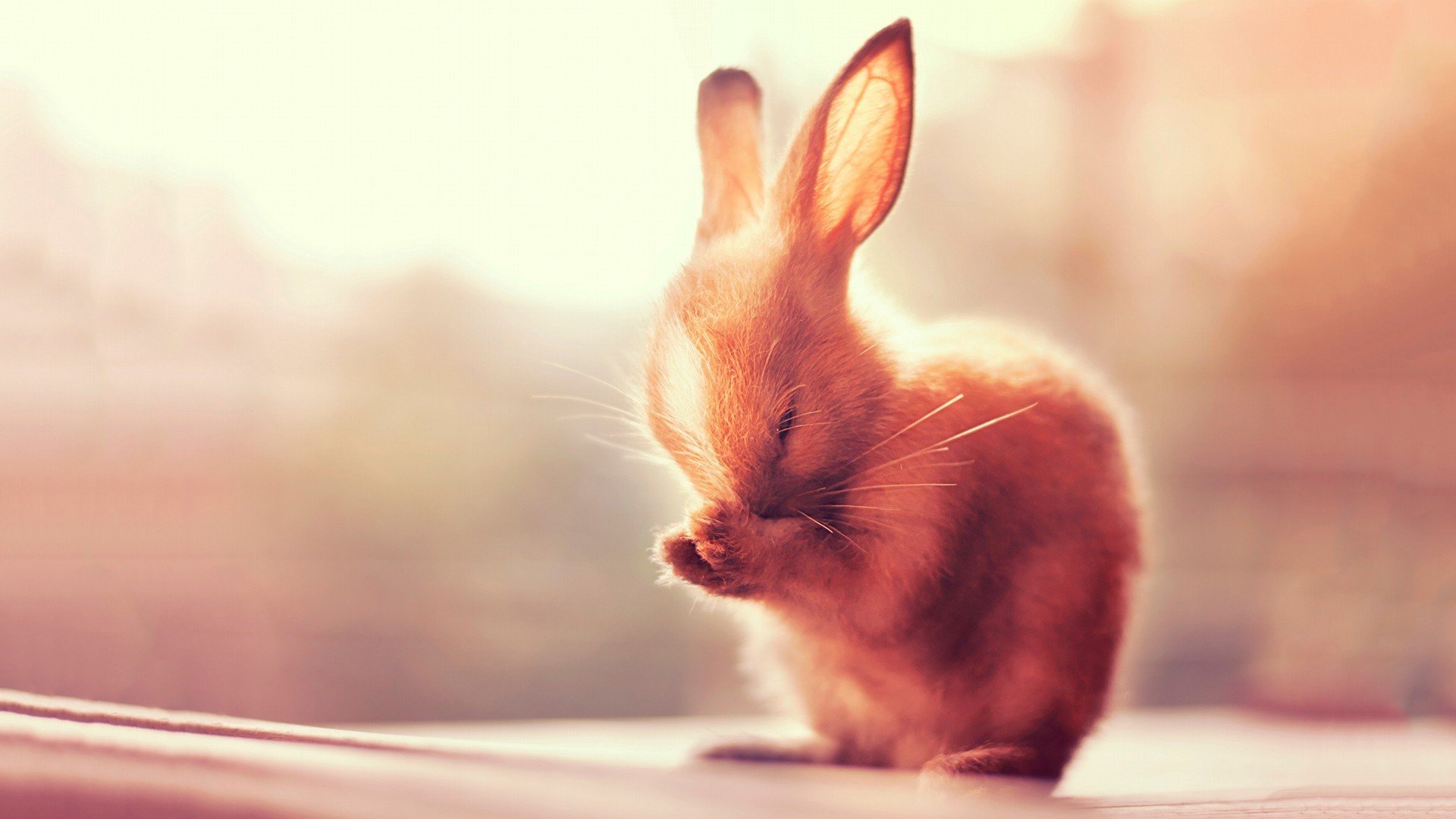 萌宠,小松鼠,呆萌,可爱