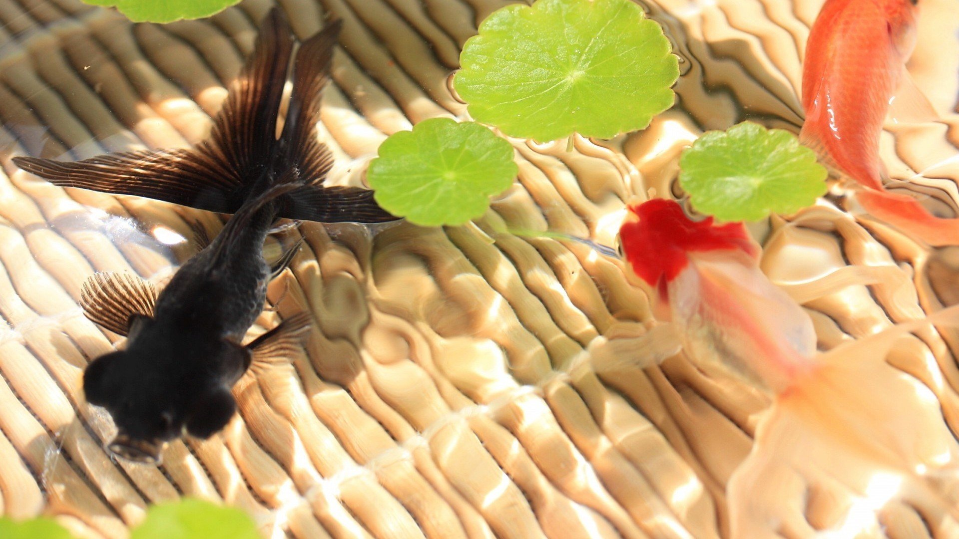 萌宠,金鱼,可爱,宽屏