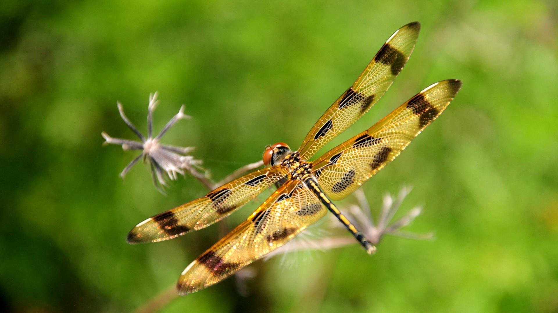 萌宠,蜻蜓,可爱,宽屏
