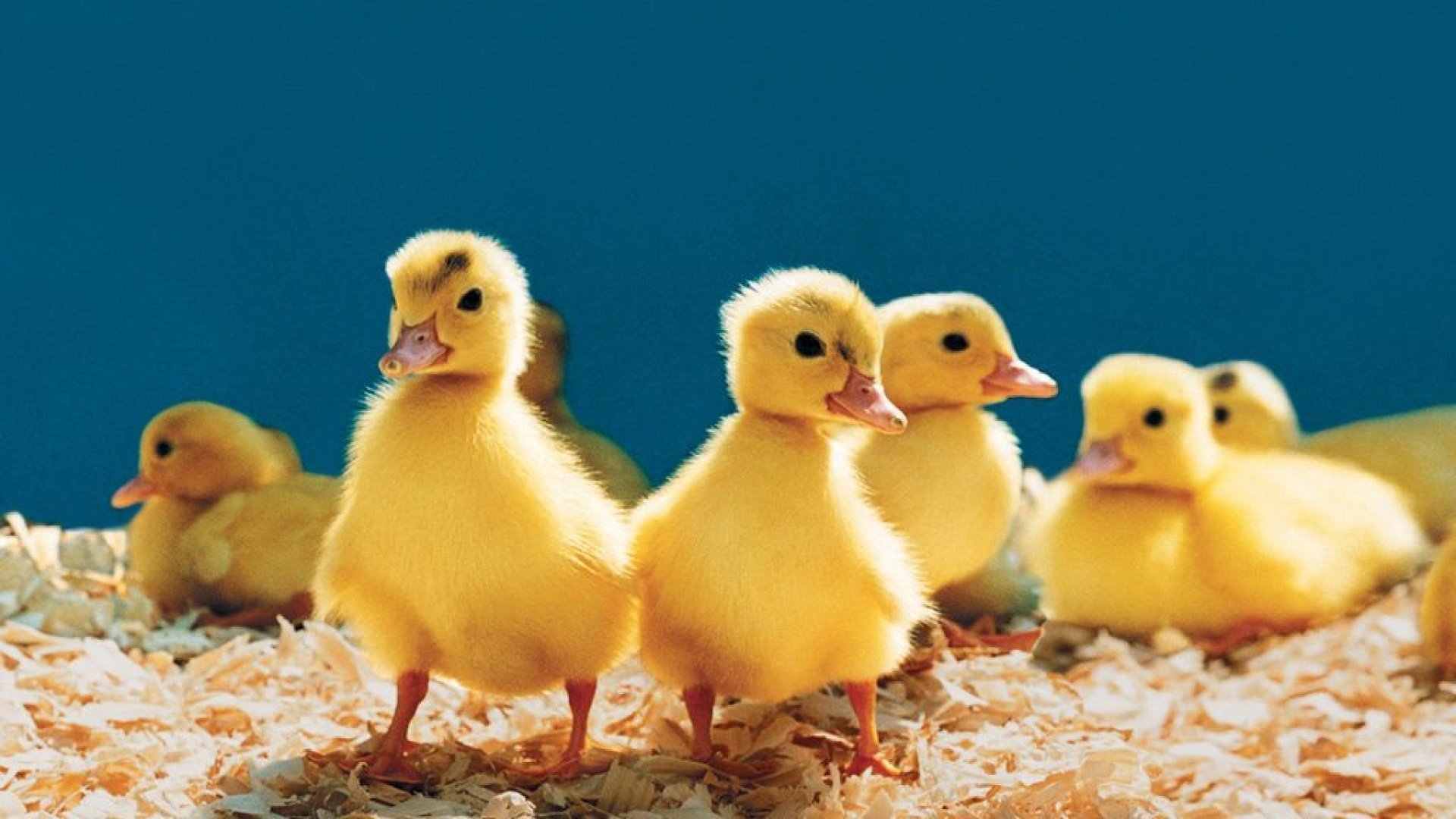 萌宠,小鸭子,呆萌,可爱