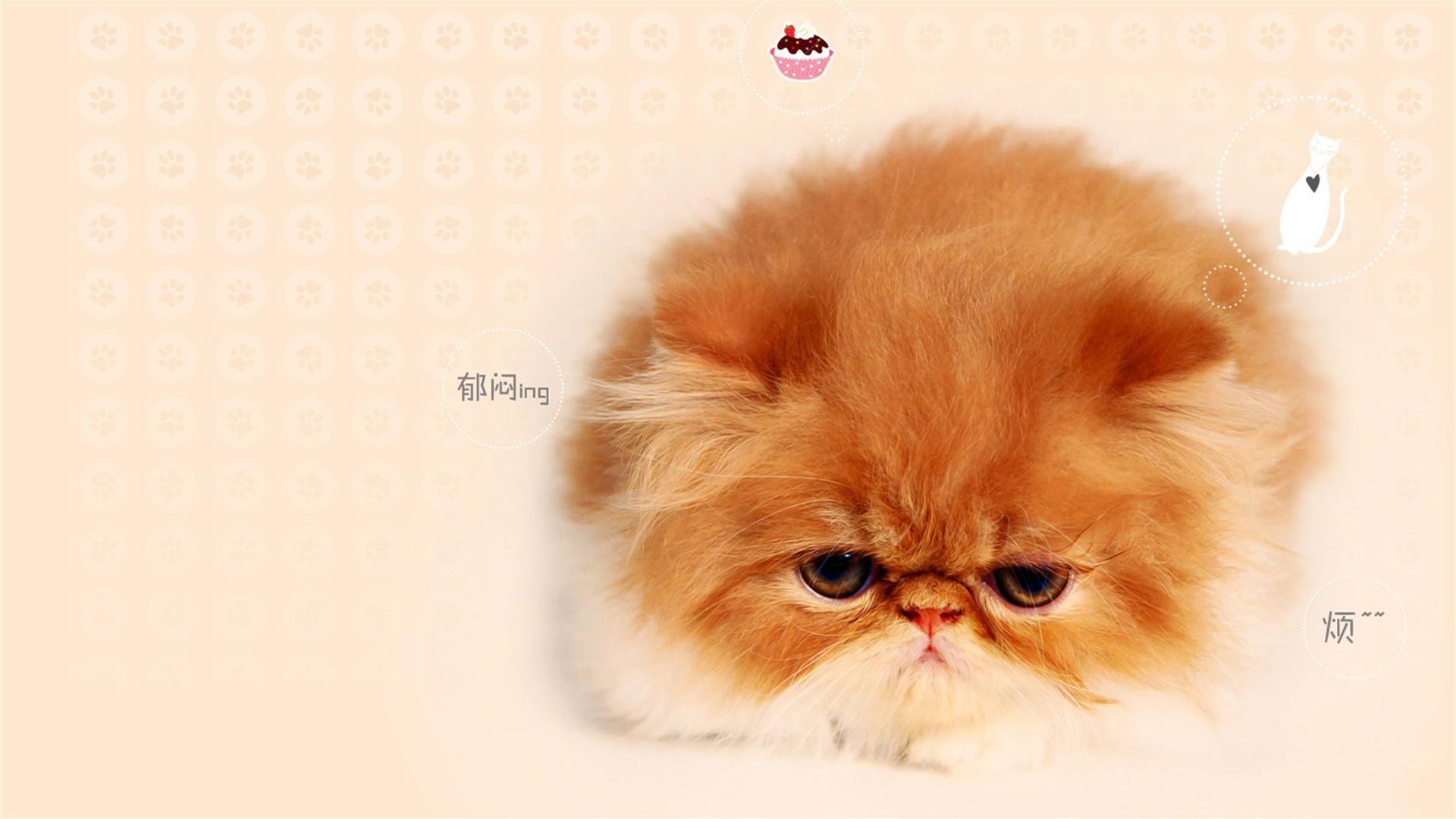 超萌,喵星人,猫咪,可爱,呆萌,宽屏