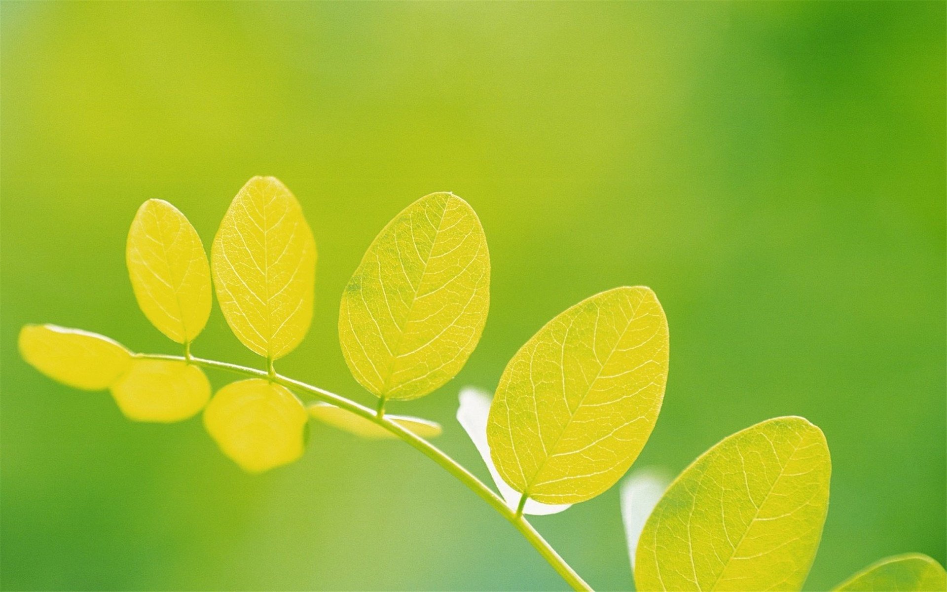 小清新,清新,护眼,可爱,宽屏