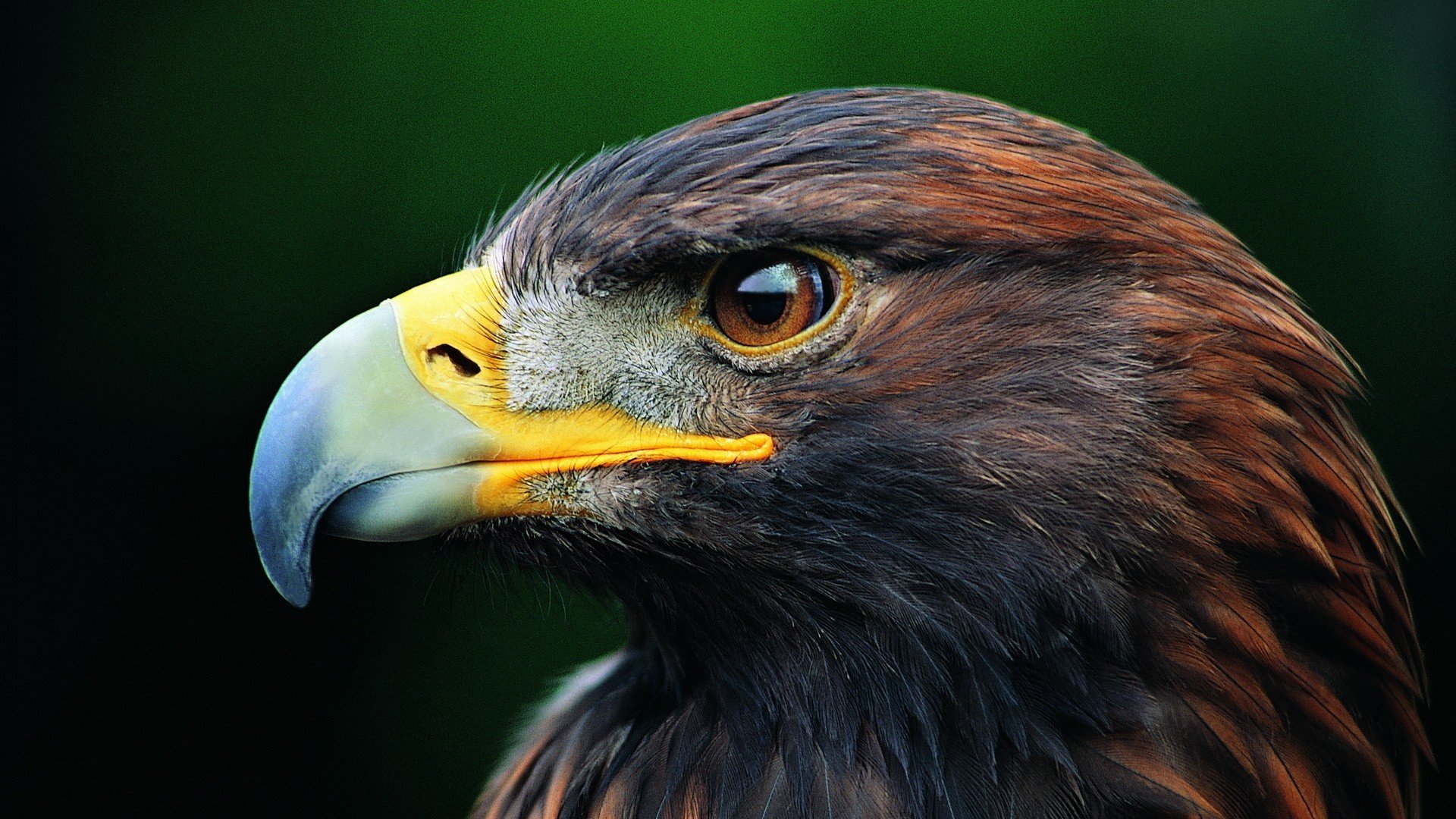 萌宠,猛禽,老鹰,眼神犀利