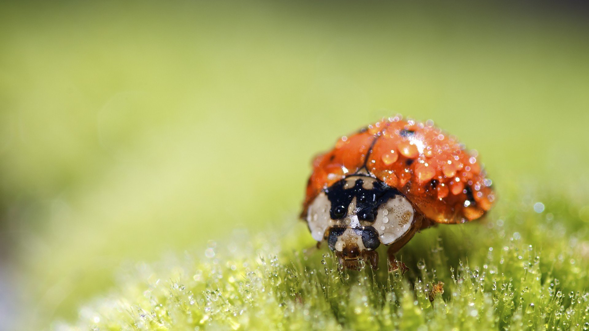 萌宠,七星瓢虫,可爱,宽屏