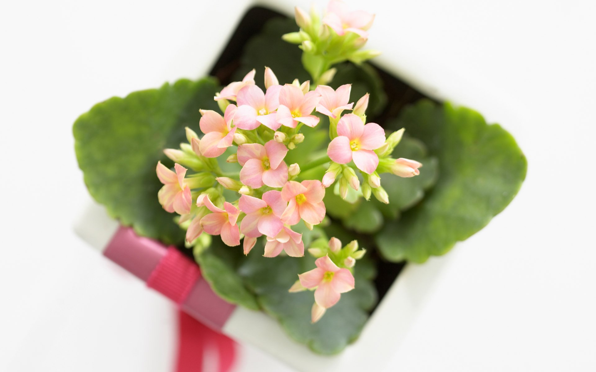 小清新,花束,可爱,宽屏