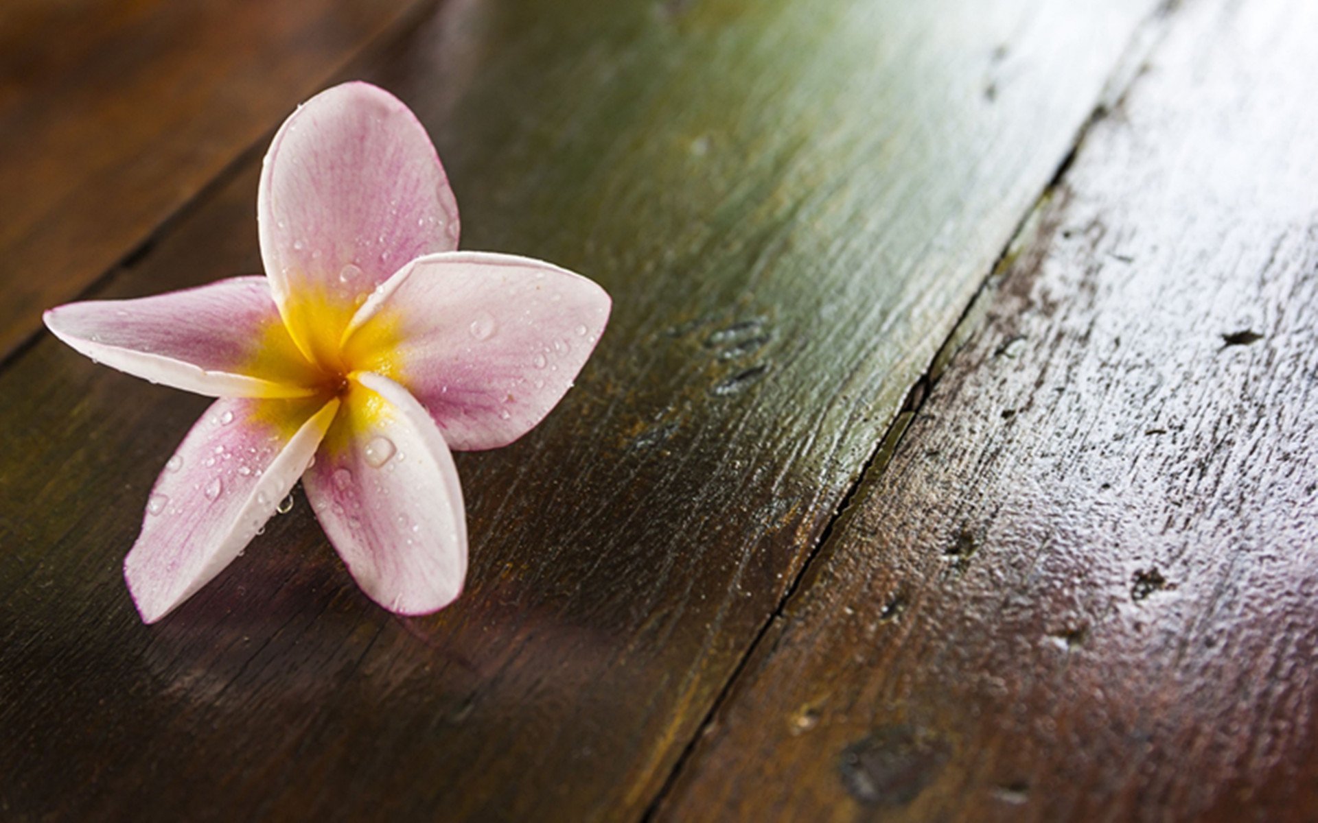 小清新,清新,简单,可爱,宽屏