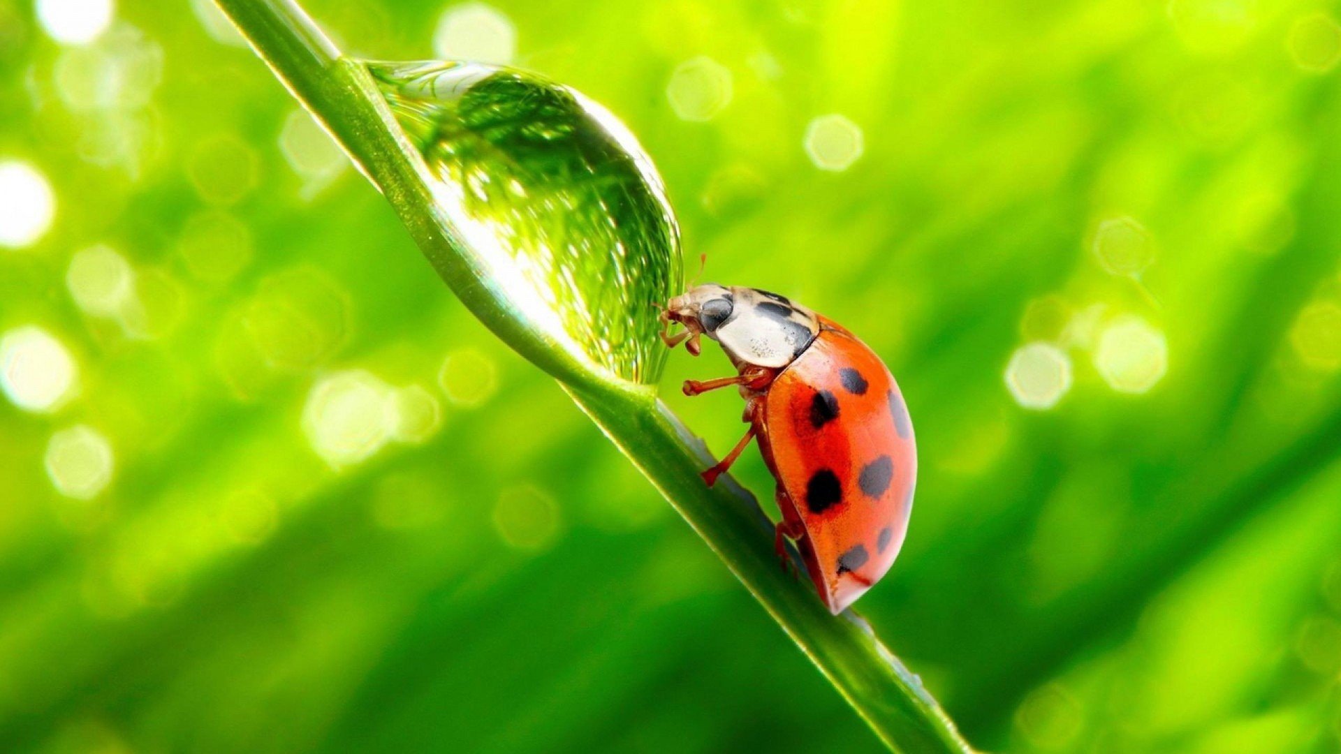 萌宠,七星瓢虫,可爱,宽屏