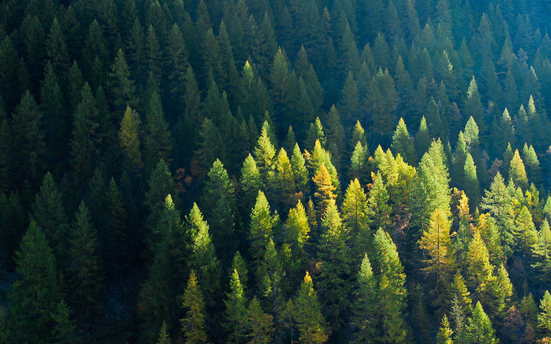 森林,密林,树木