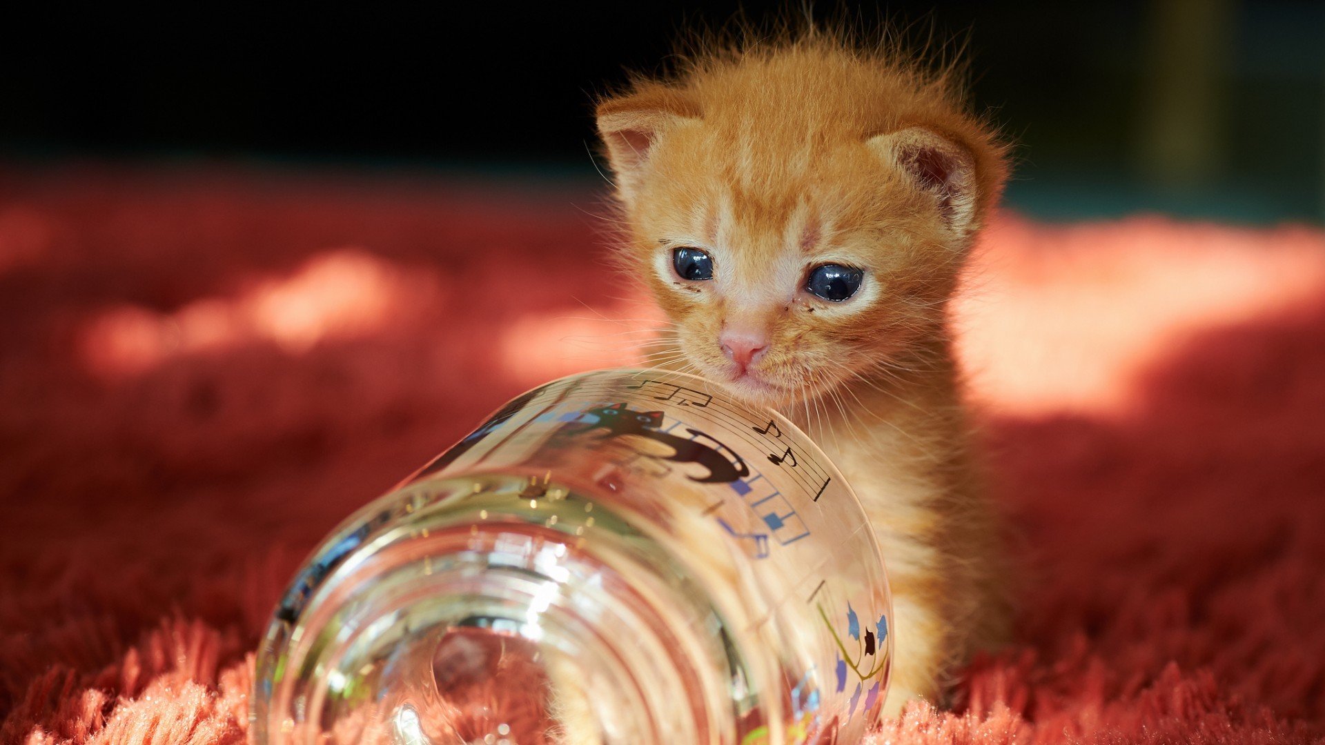 萌宠,猫咪,猫星人,呆萌,可爱