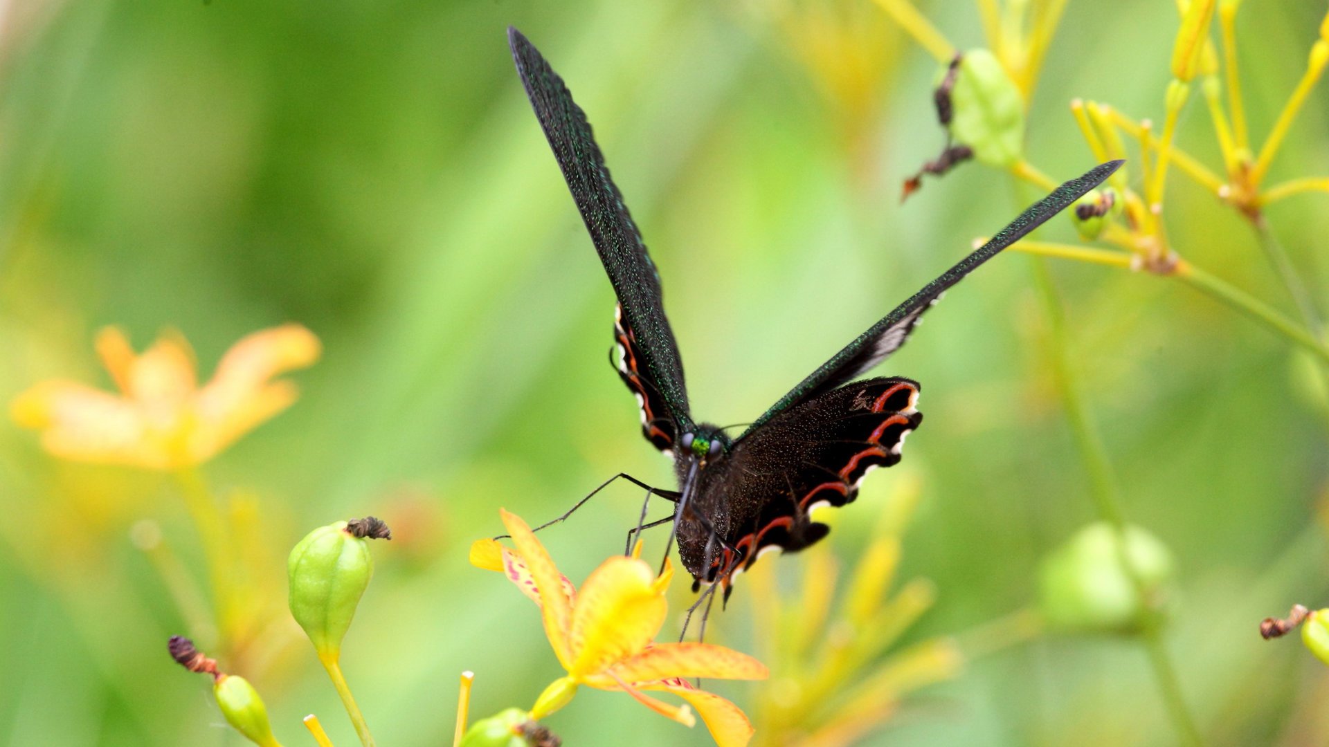 萌宠,蝴蝶,可爱,宽屏
