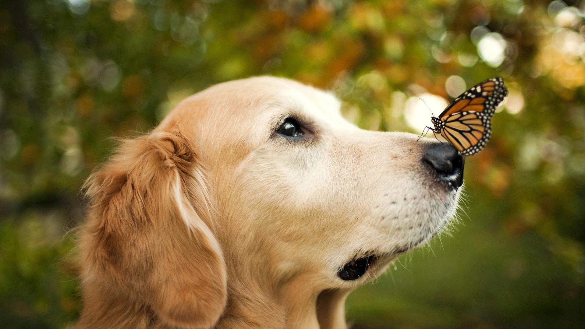 萌宠,汪星人,狗狗,可爱