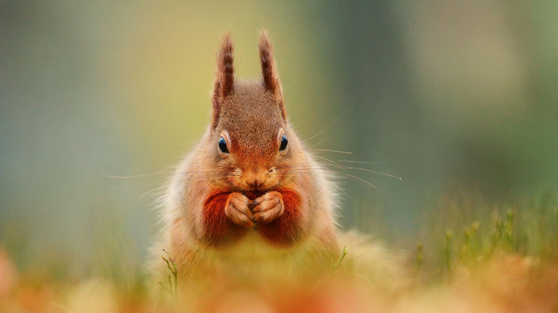 萌宠,小松鼠,呆萌,可爱,宽屏