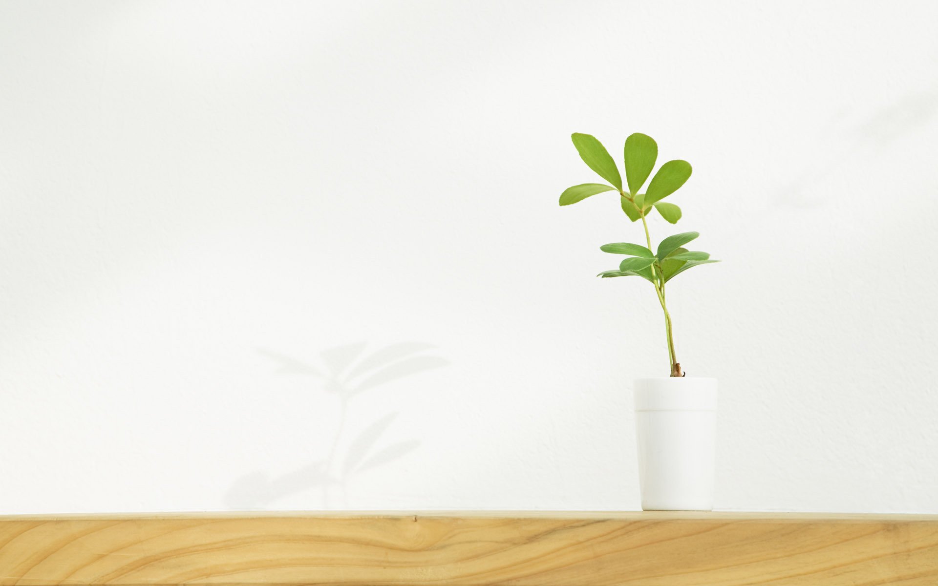 小清新,花瓶,简单,可爱,宽屏