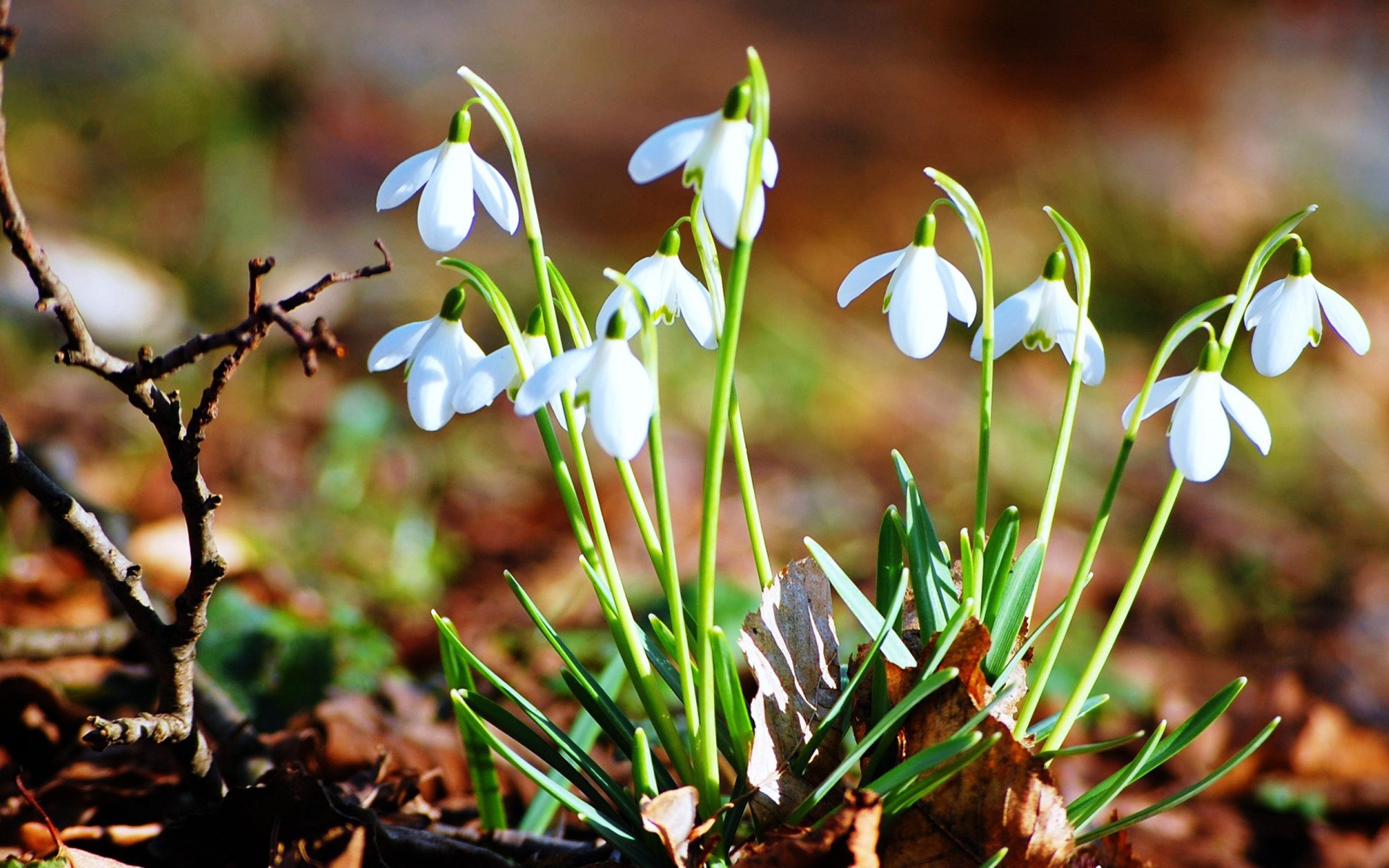 小清新,蓝色小花,简单,可爱,宽屏