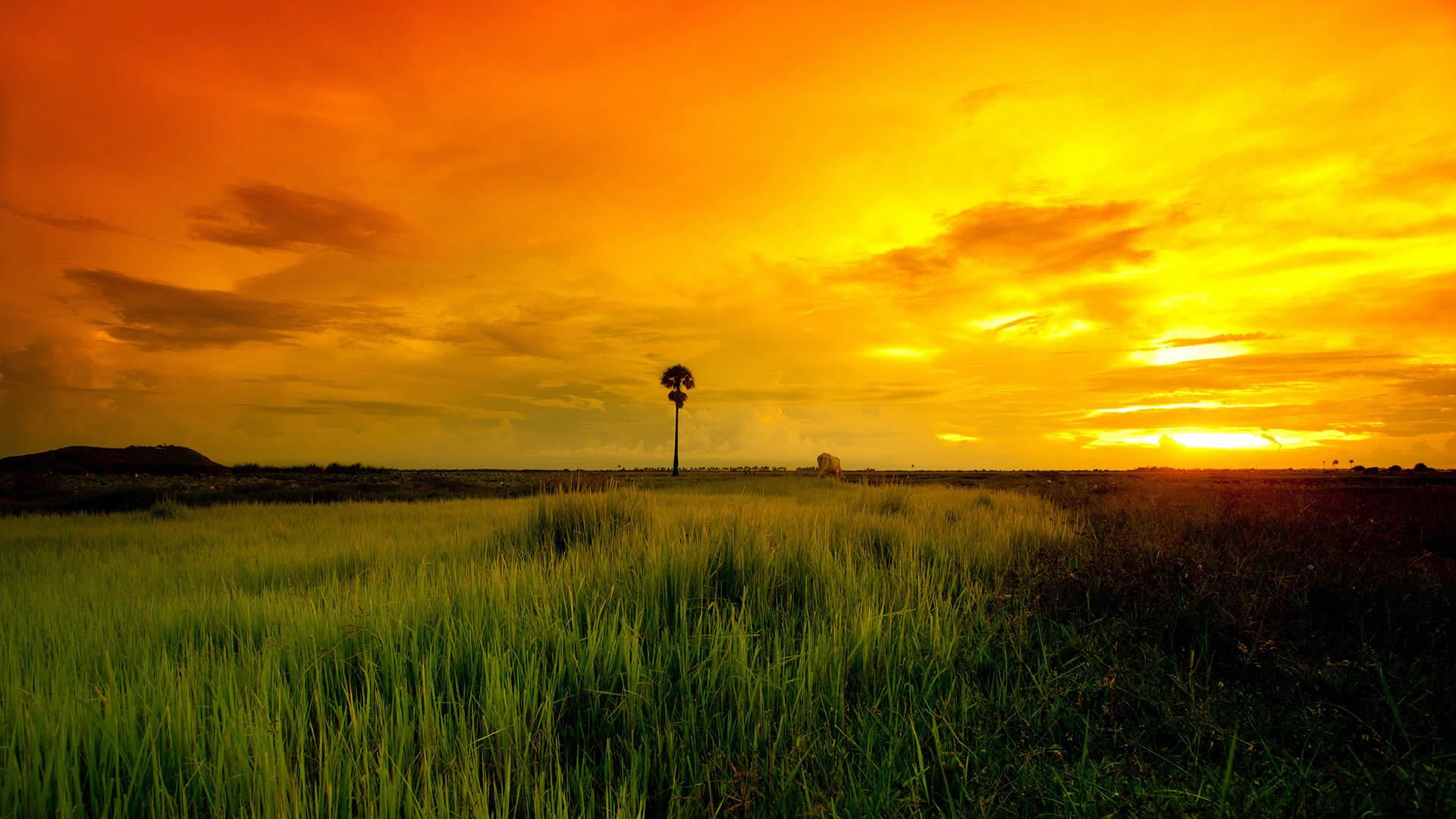 风景,自然风景,呼伦贝尔大草原,晚霞,美丽壮观