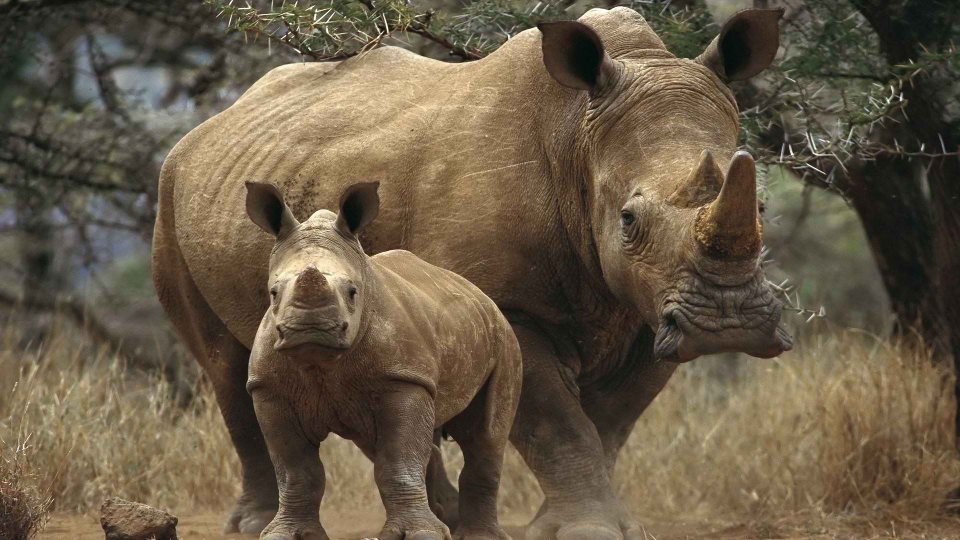 萌宠,珍惜动物,犀牛,独角犀牛,宽屏
