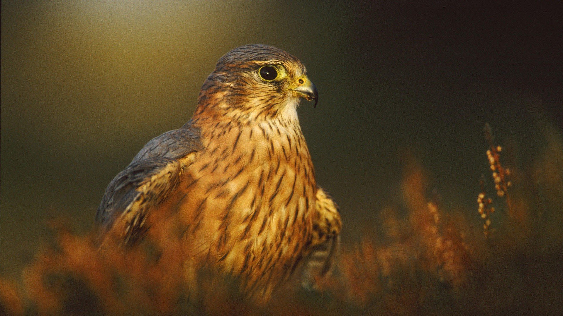 萌宠,猛禽,老鹰,凶猛,眼神犀利