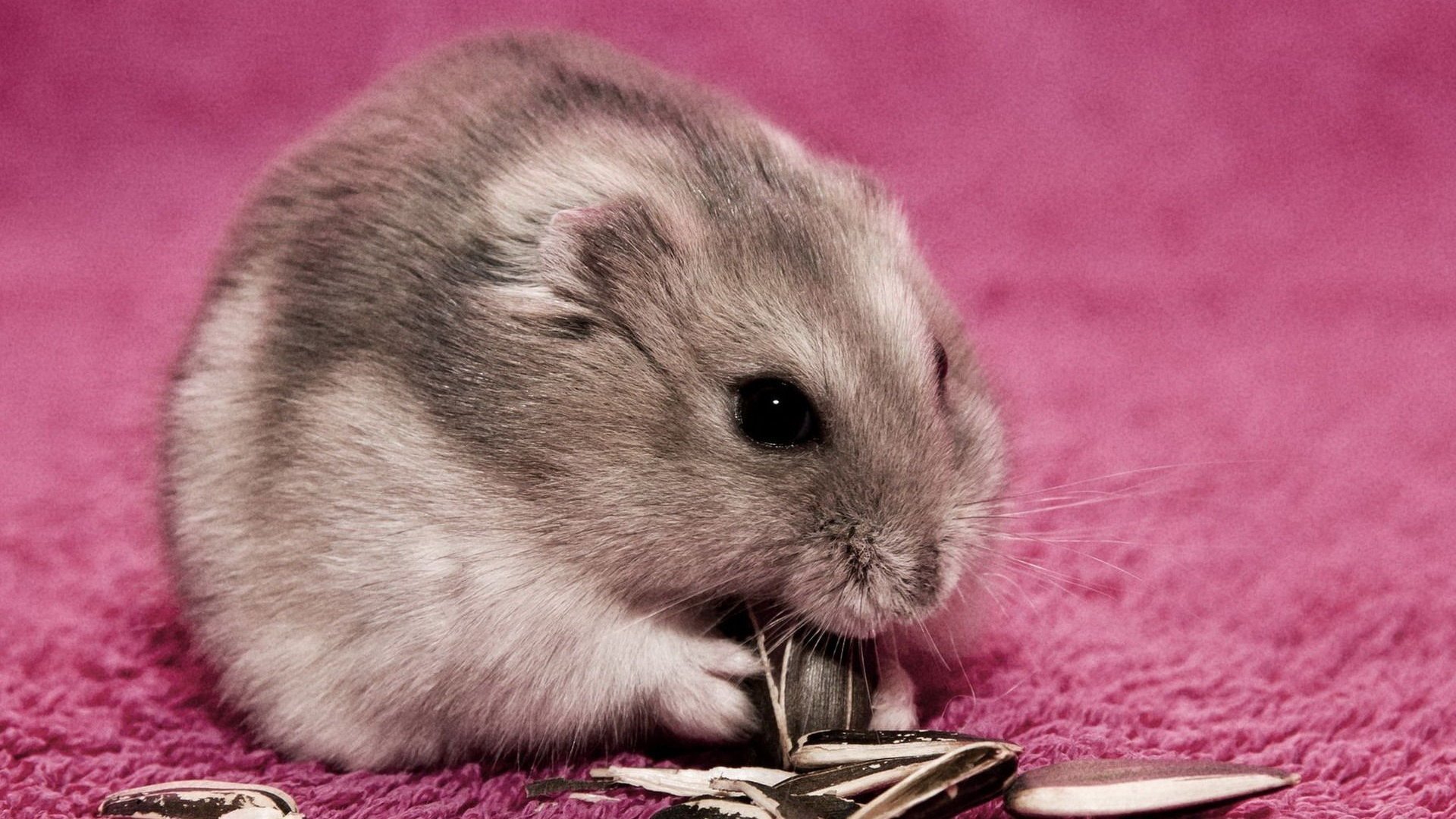 萌宠,小仓鼠,可爱,呆萌