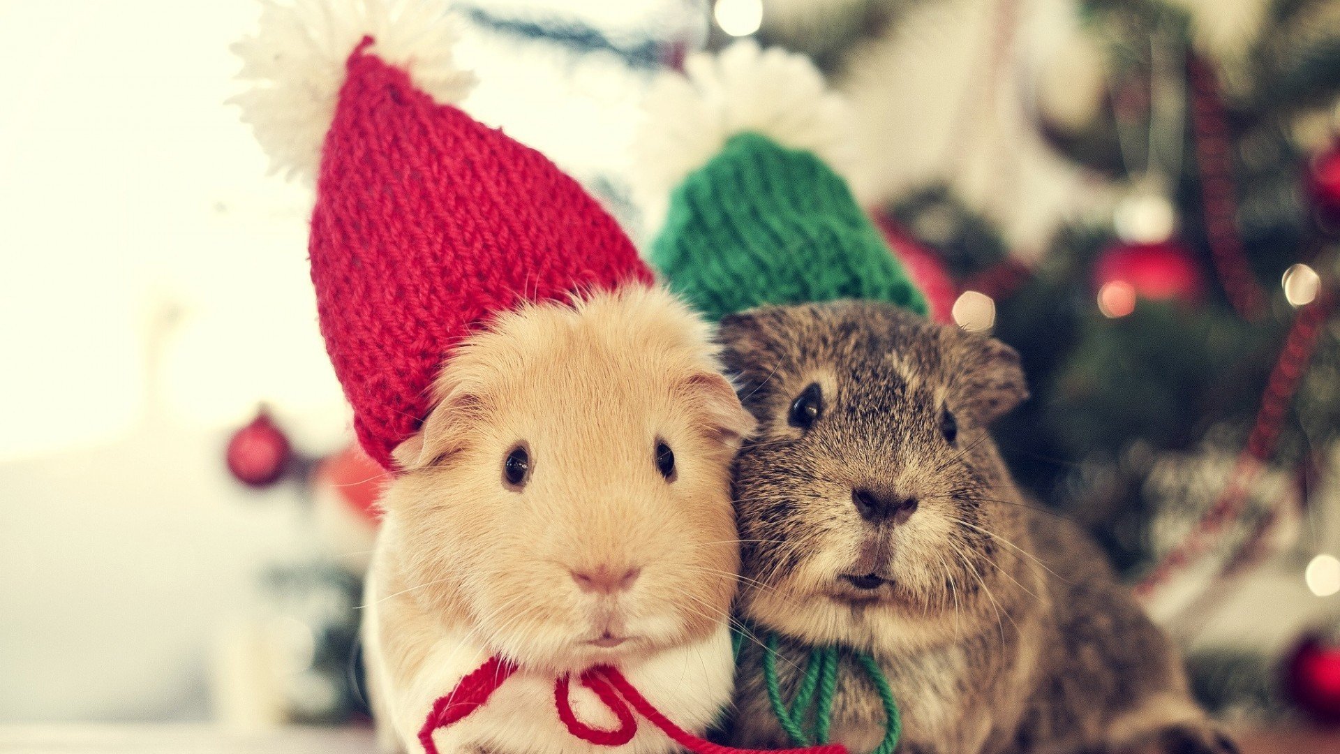 萌宠,兔星人,小兔子,可爱,超萌,宽屏