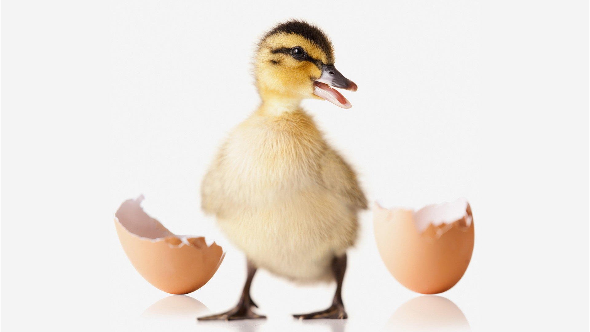 萌宠,小鸭子,呆萌,可爱,宽屏