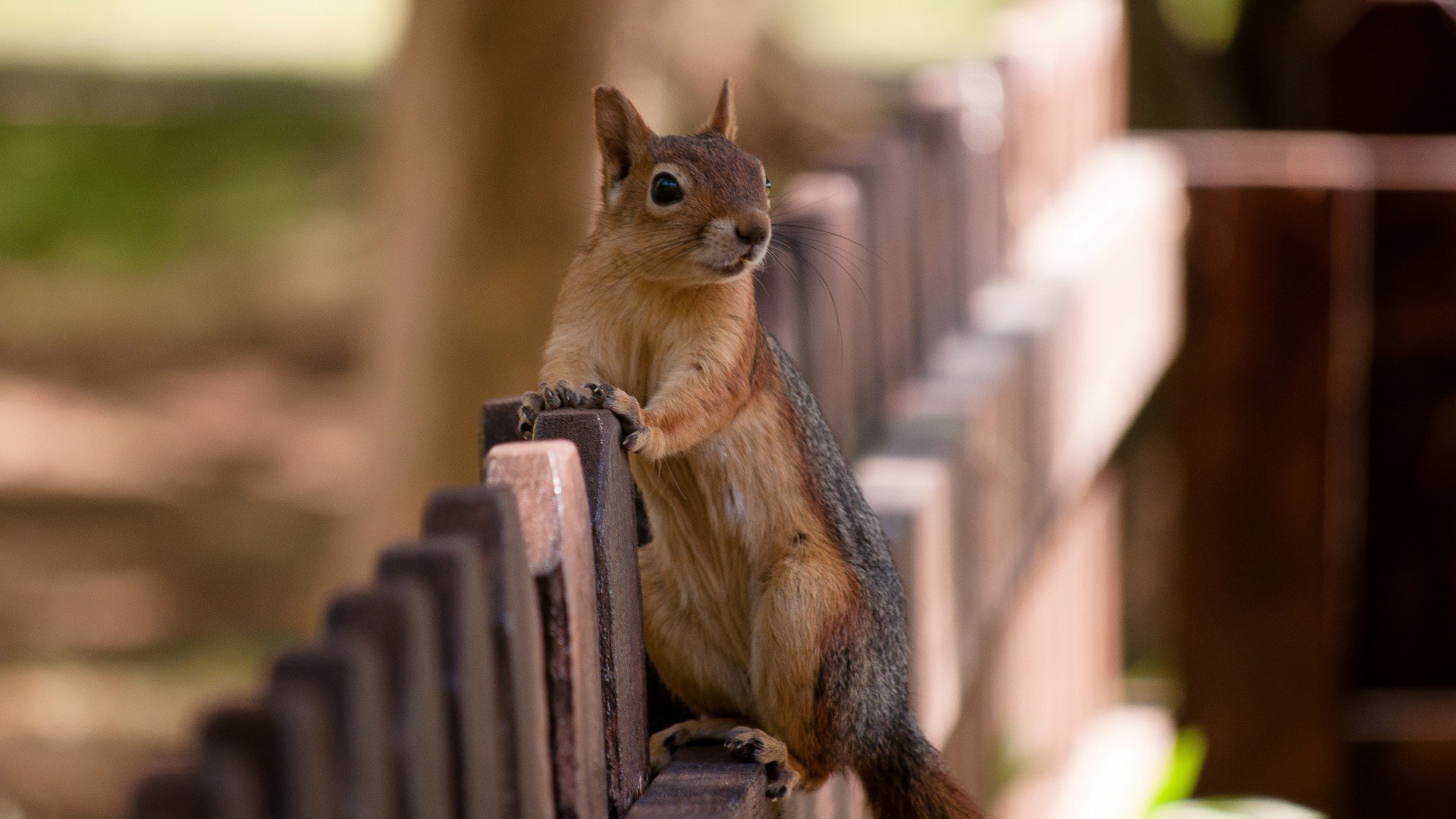 萌宠,小松鼠,呆萌,可爱,宽屏