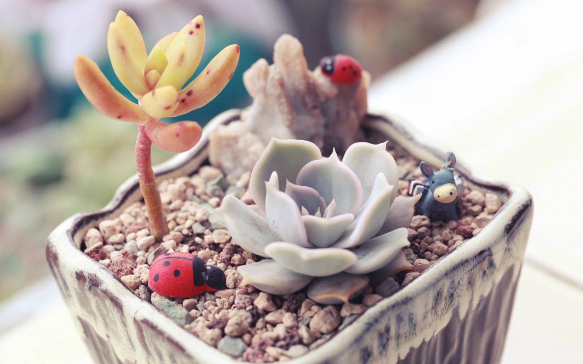 小清新,萌肉,盆栽,可爱,简单