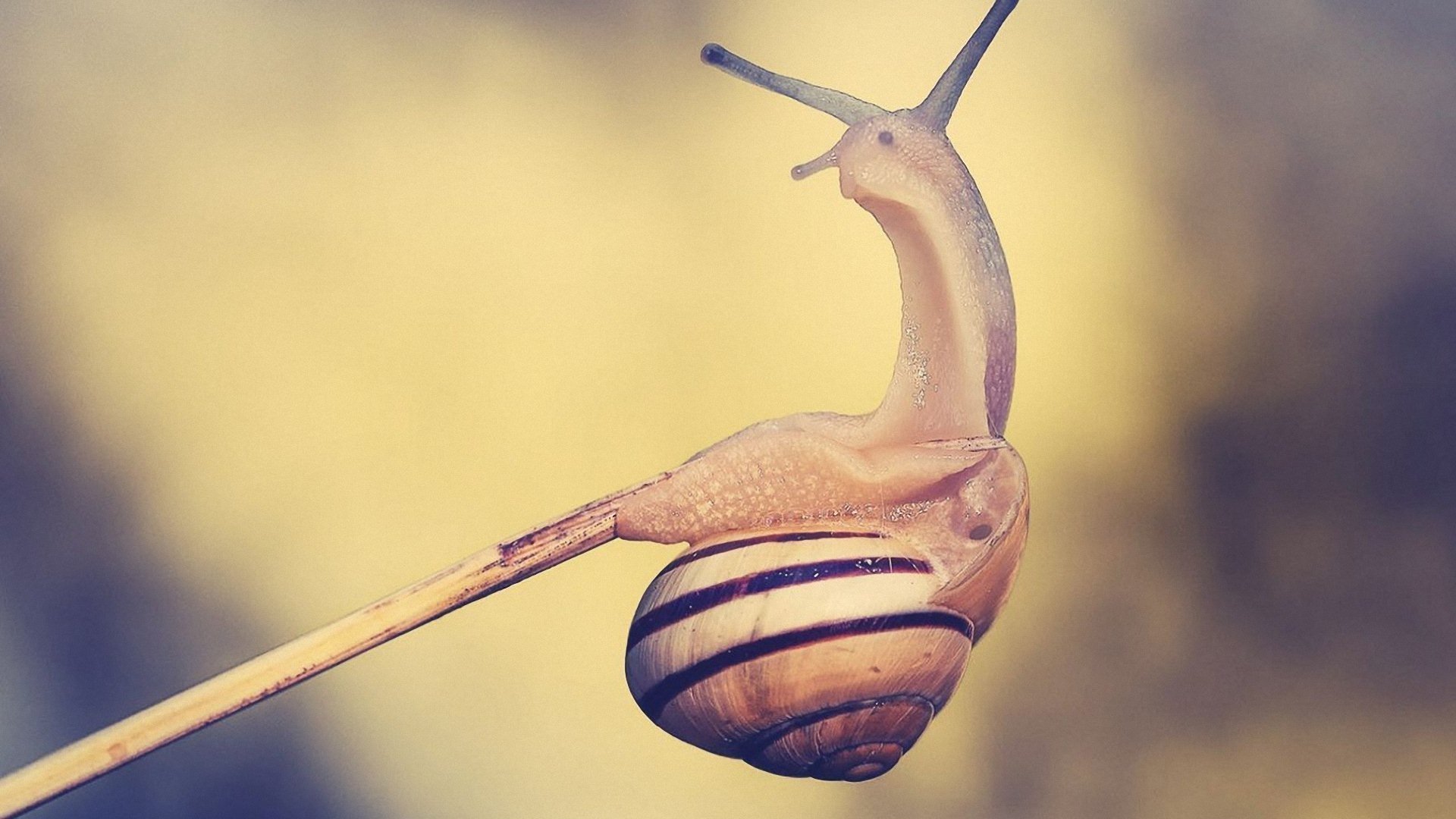 萌宠,小蜗牛,呆萌,可爱,宽屏