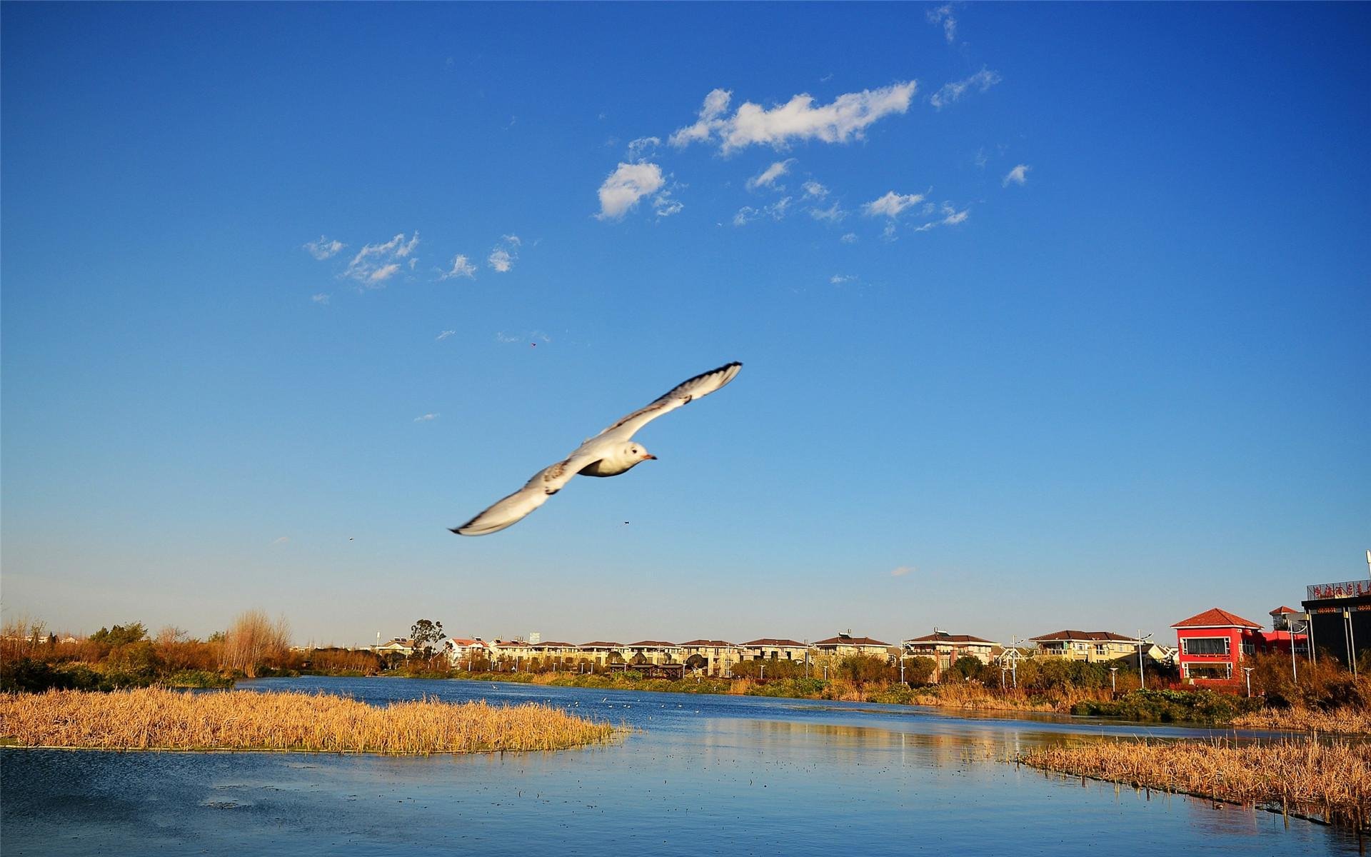 风景,自然风景,蓝天白云,飞鸟,自然美好