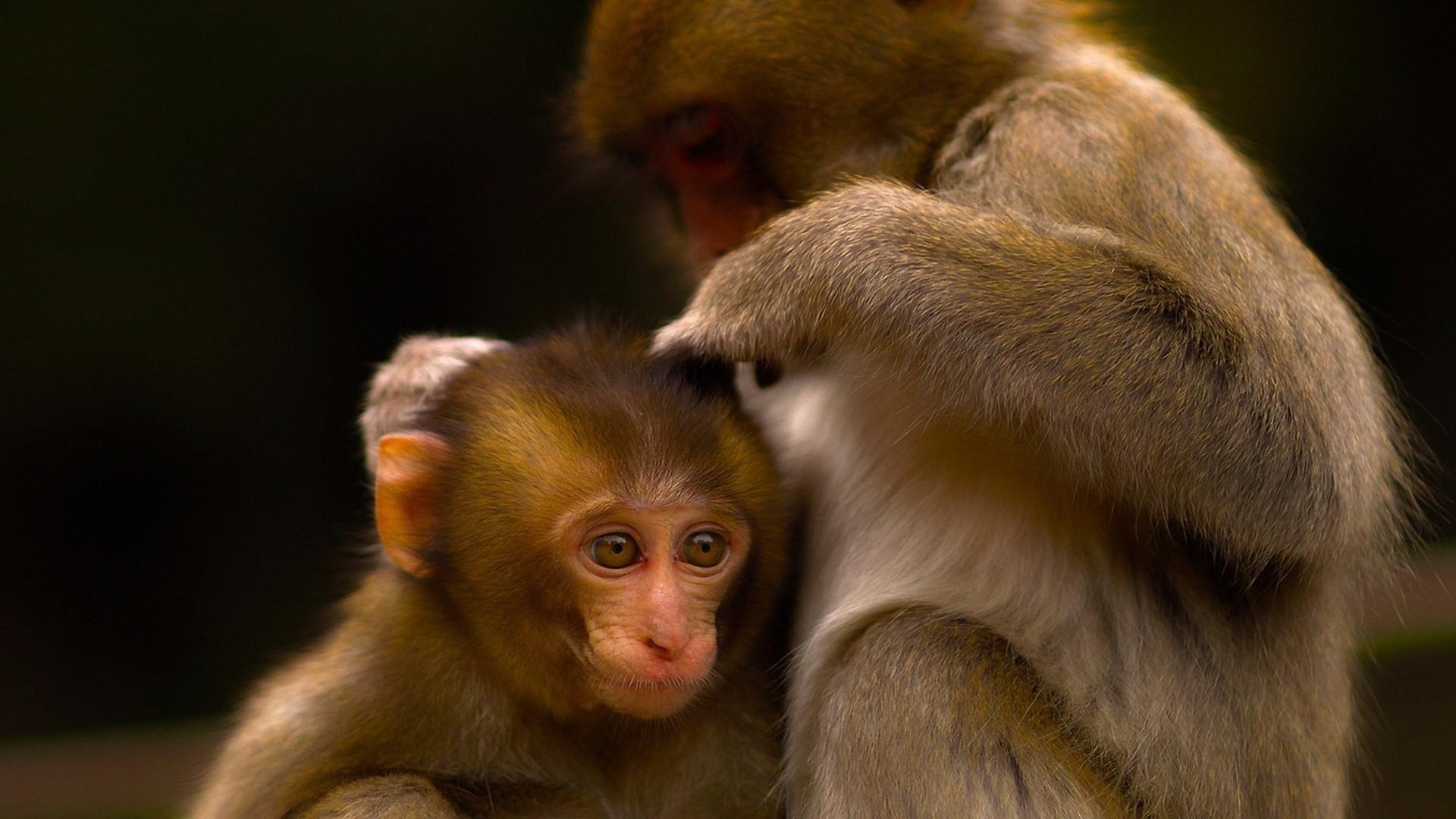 萌宠,小猴子,可爱,宽屏