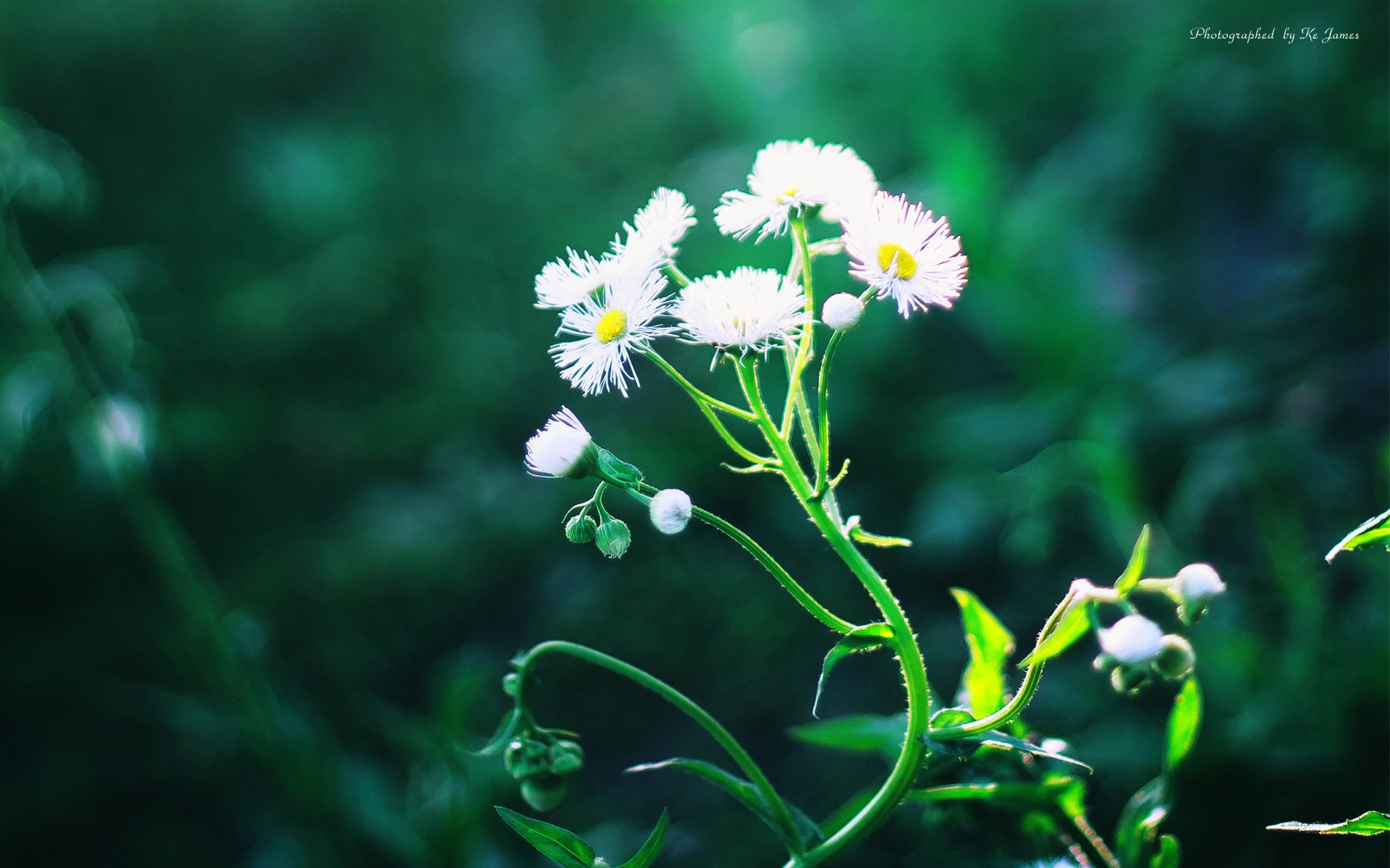 小清新,清新,简单,宽屏