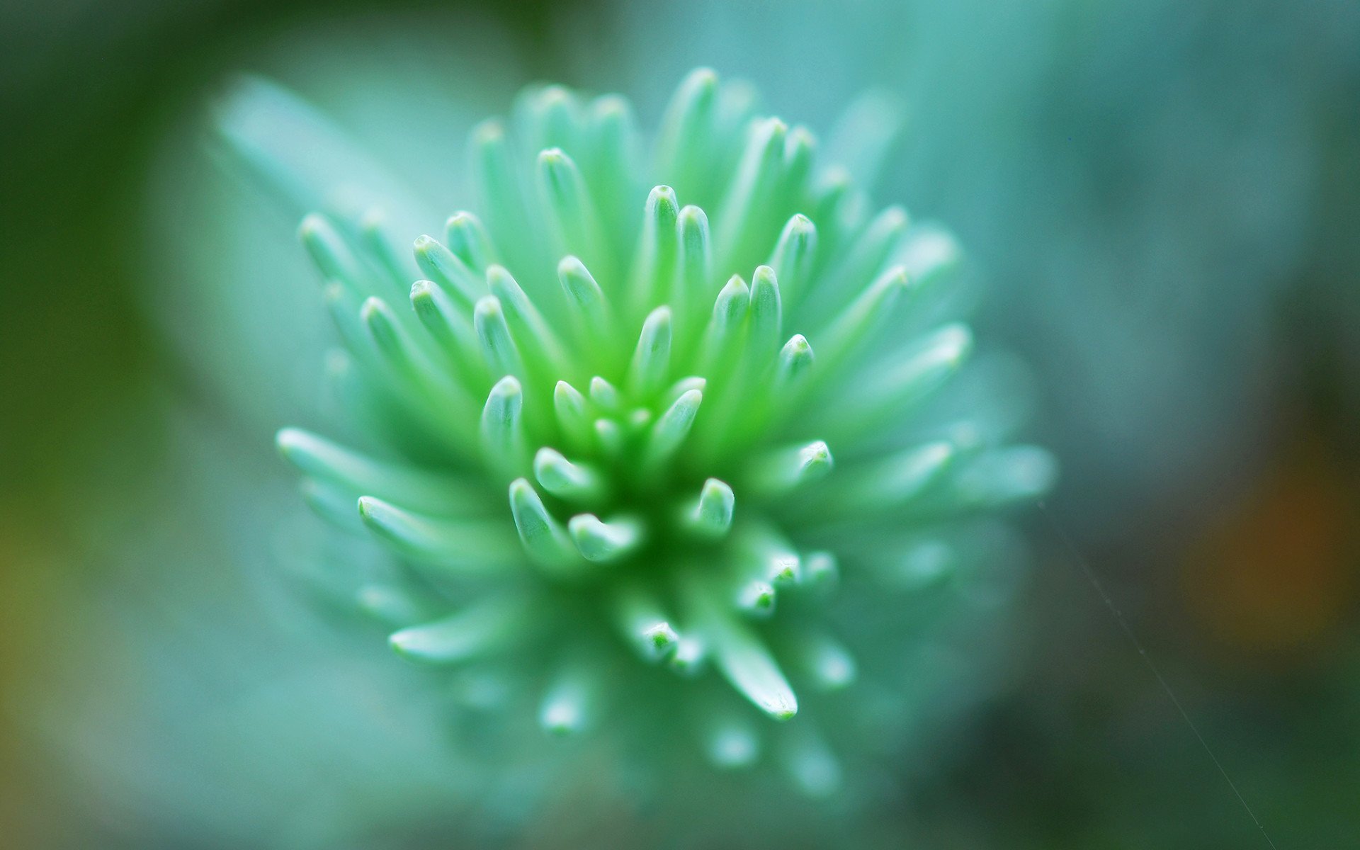 小清新,盆栽,萌肉,可爱,宽屏