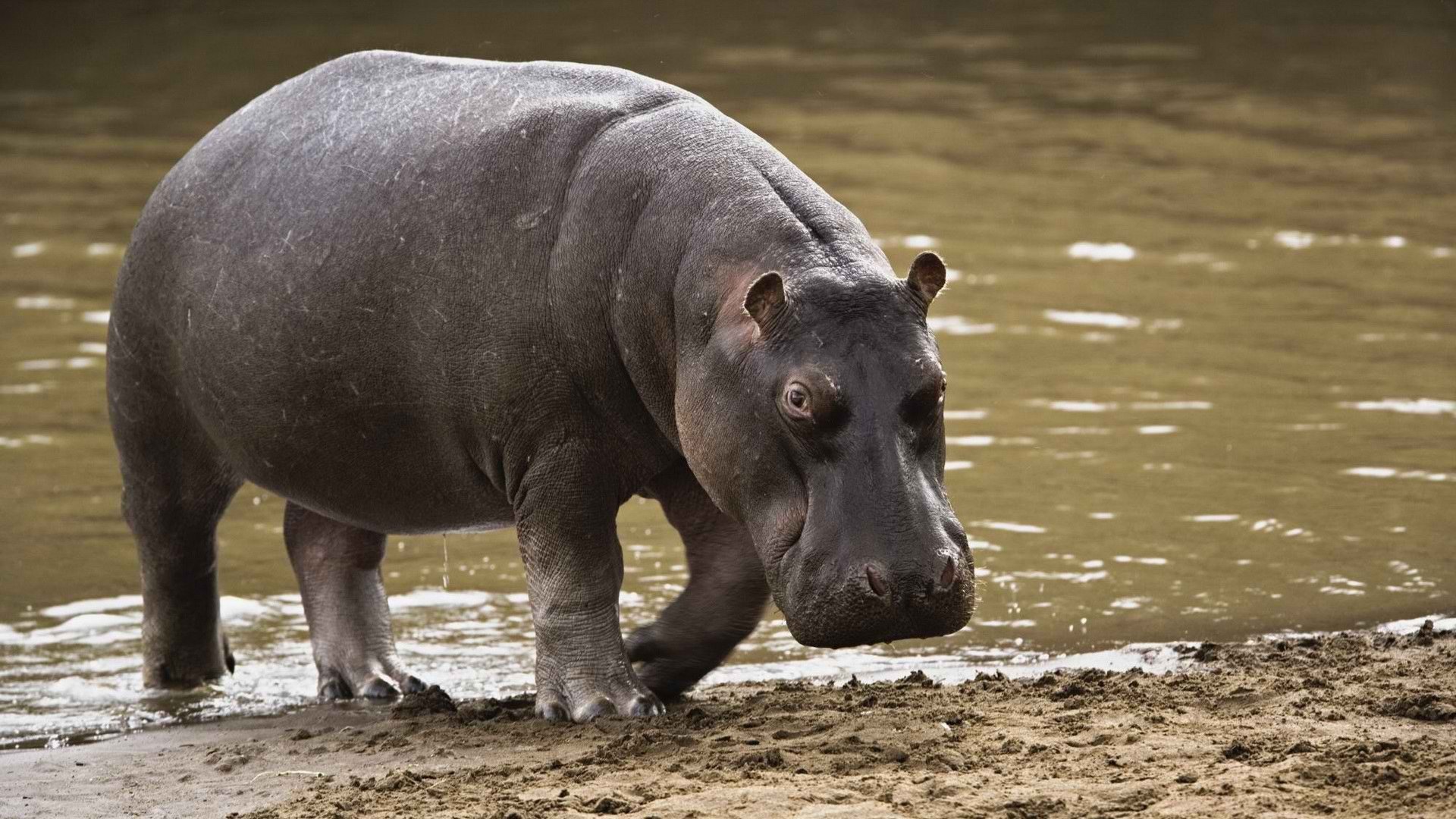 萌宠,河马,凶猛,宽屏