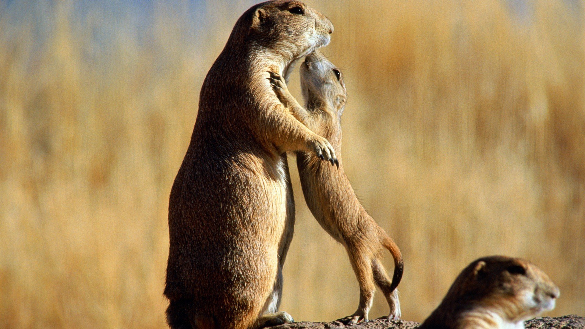 萌宠,仓鼠,小仓鼠,亲吻,可爱